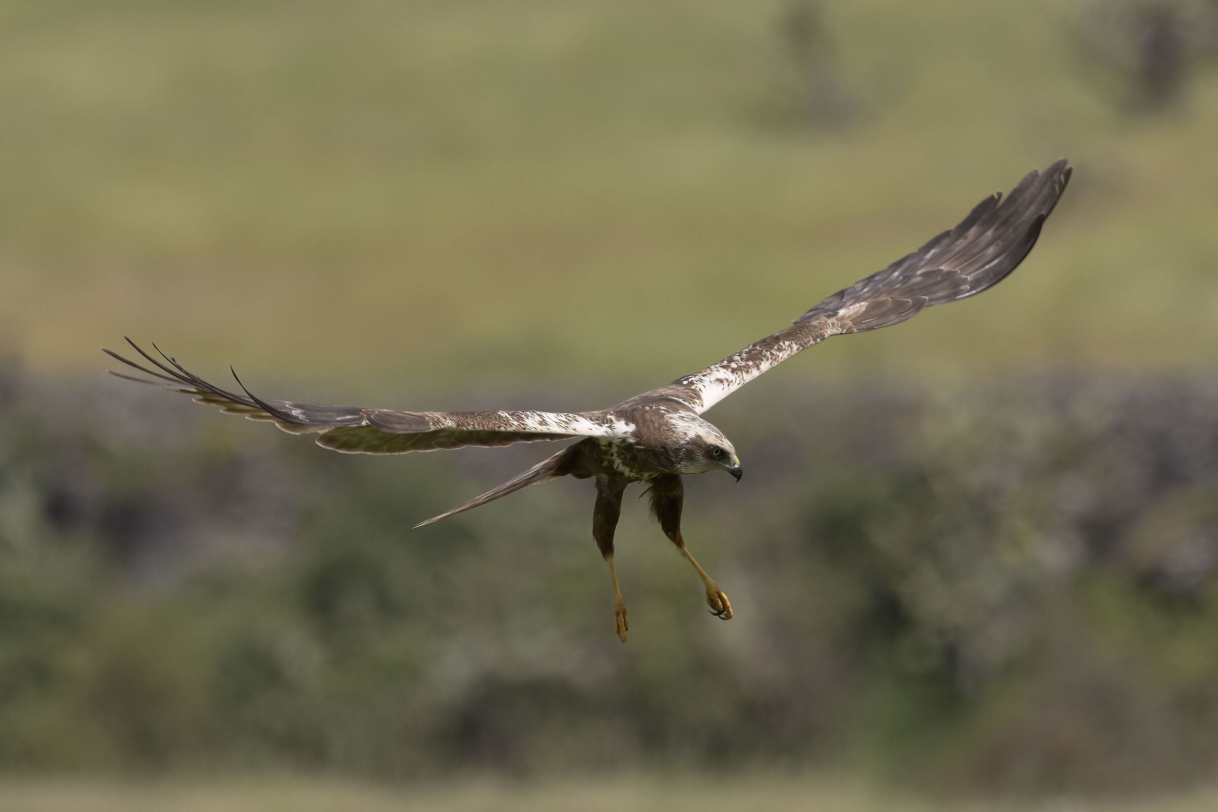 Falco di Palude Circus aeruginosus
