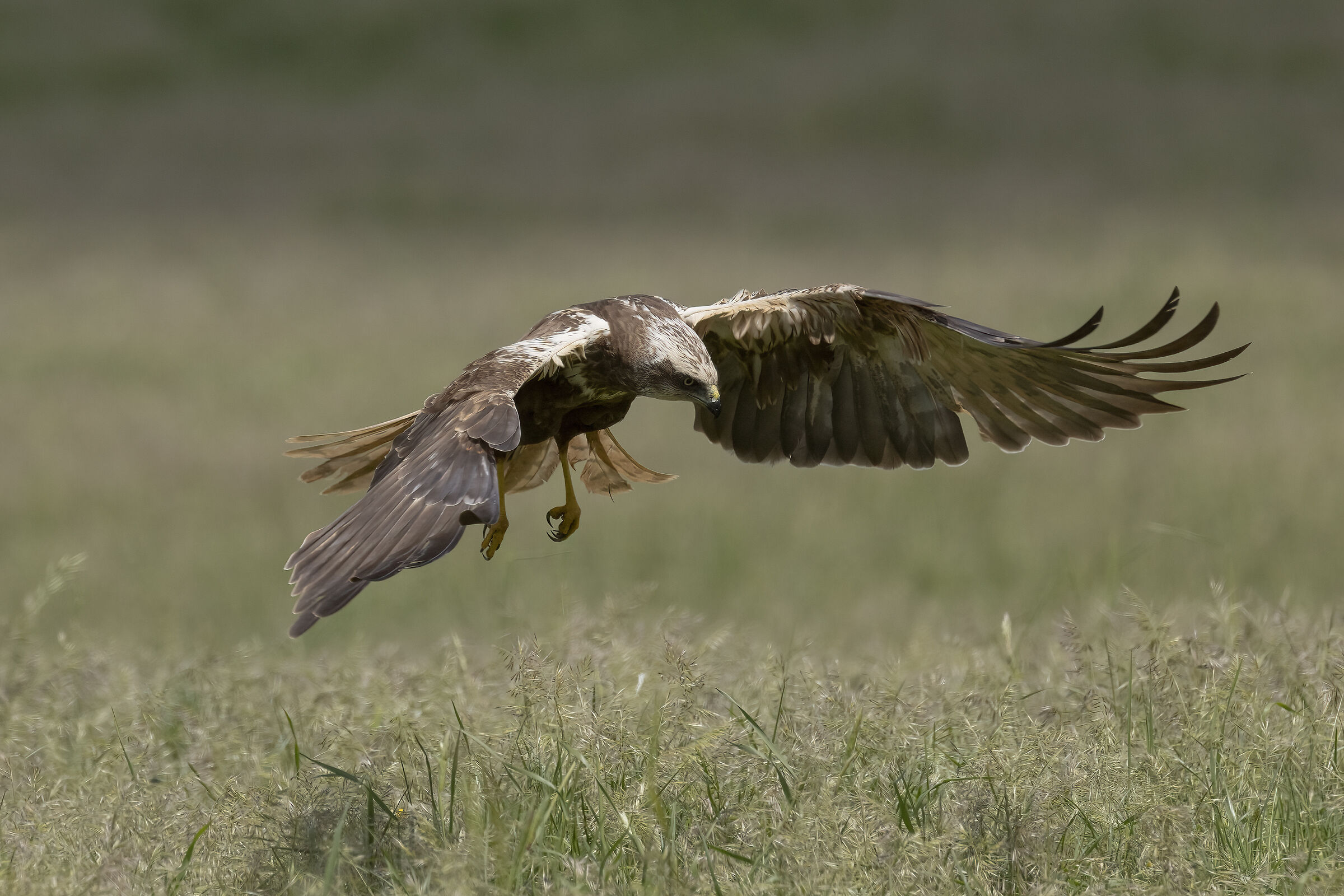 Falco di Palude Circus aeruginosus