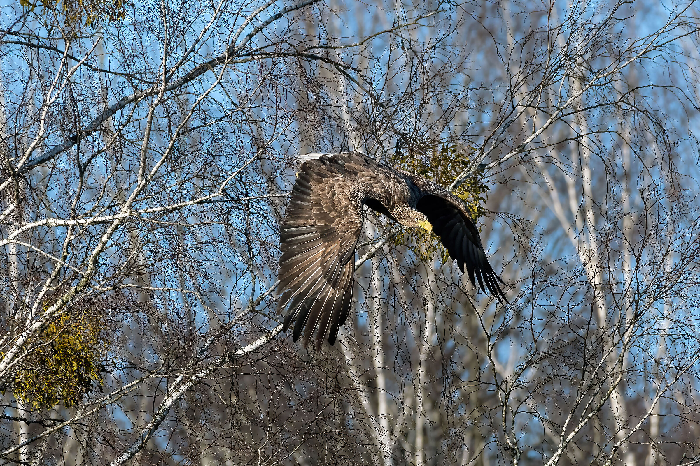 Sea eagle