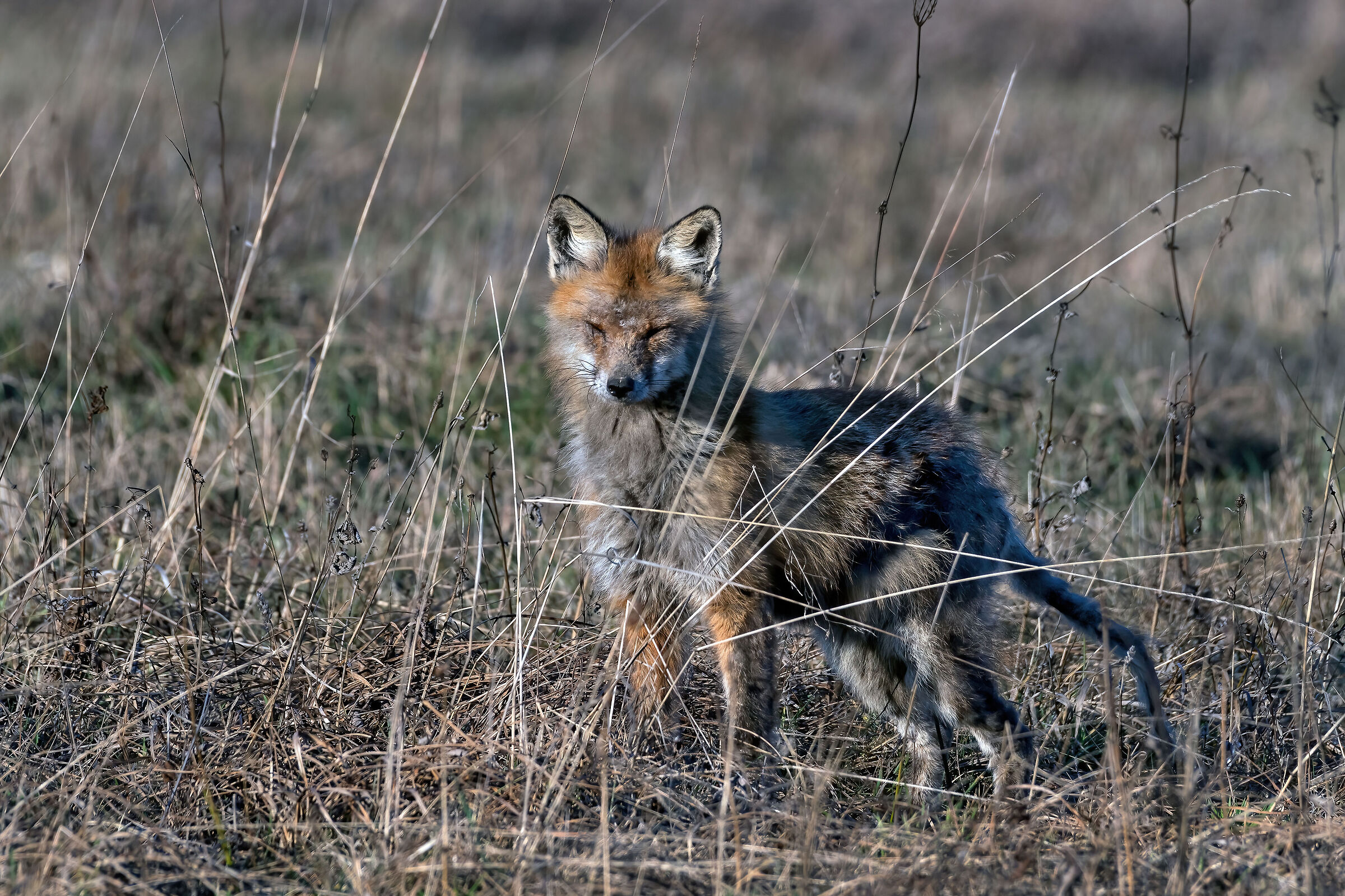 Fox affected by mange