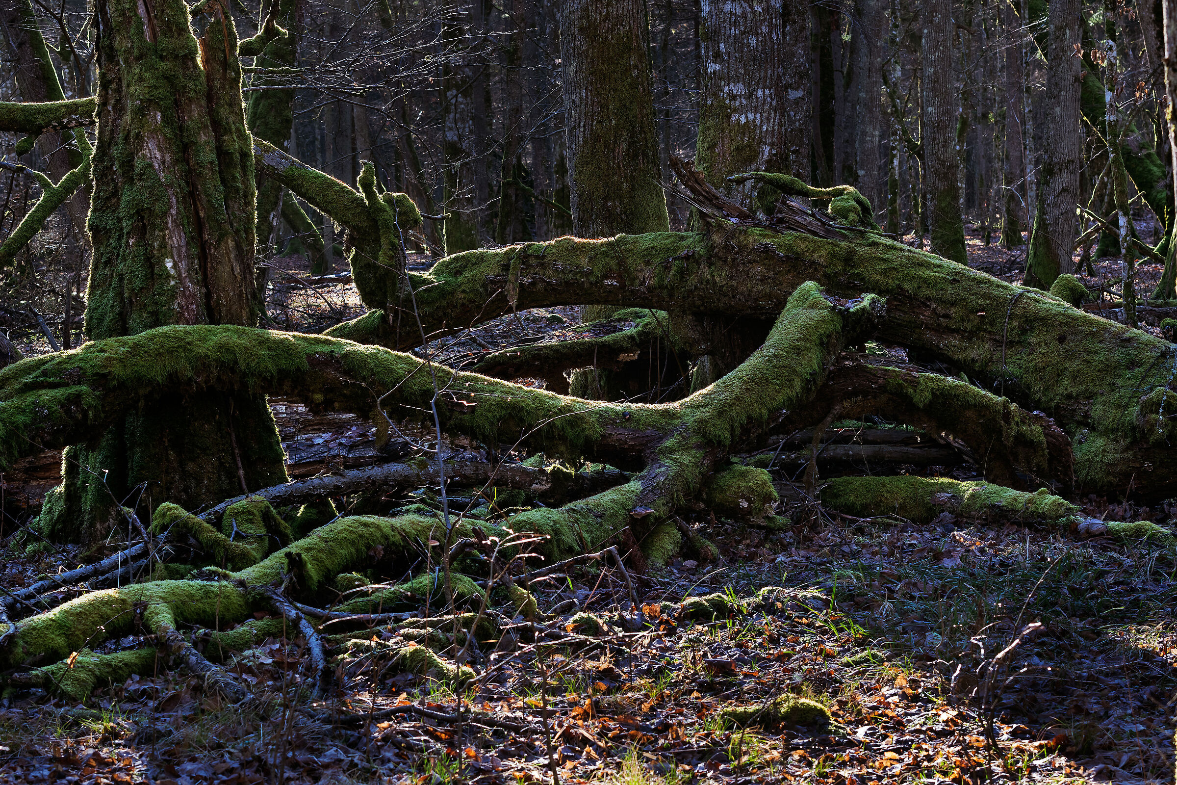 Primary forest