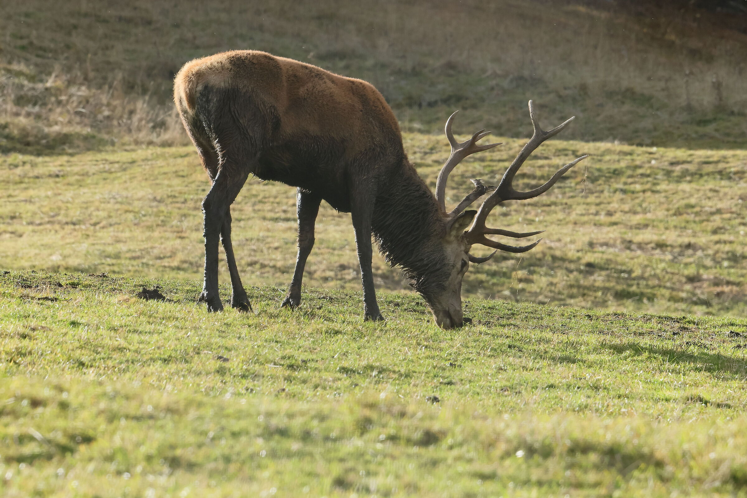 Ottobre 2022 - Alta Badia- Prati dell'Armentara - Cervo