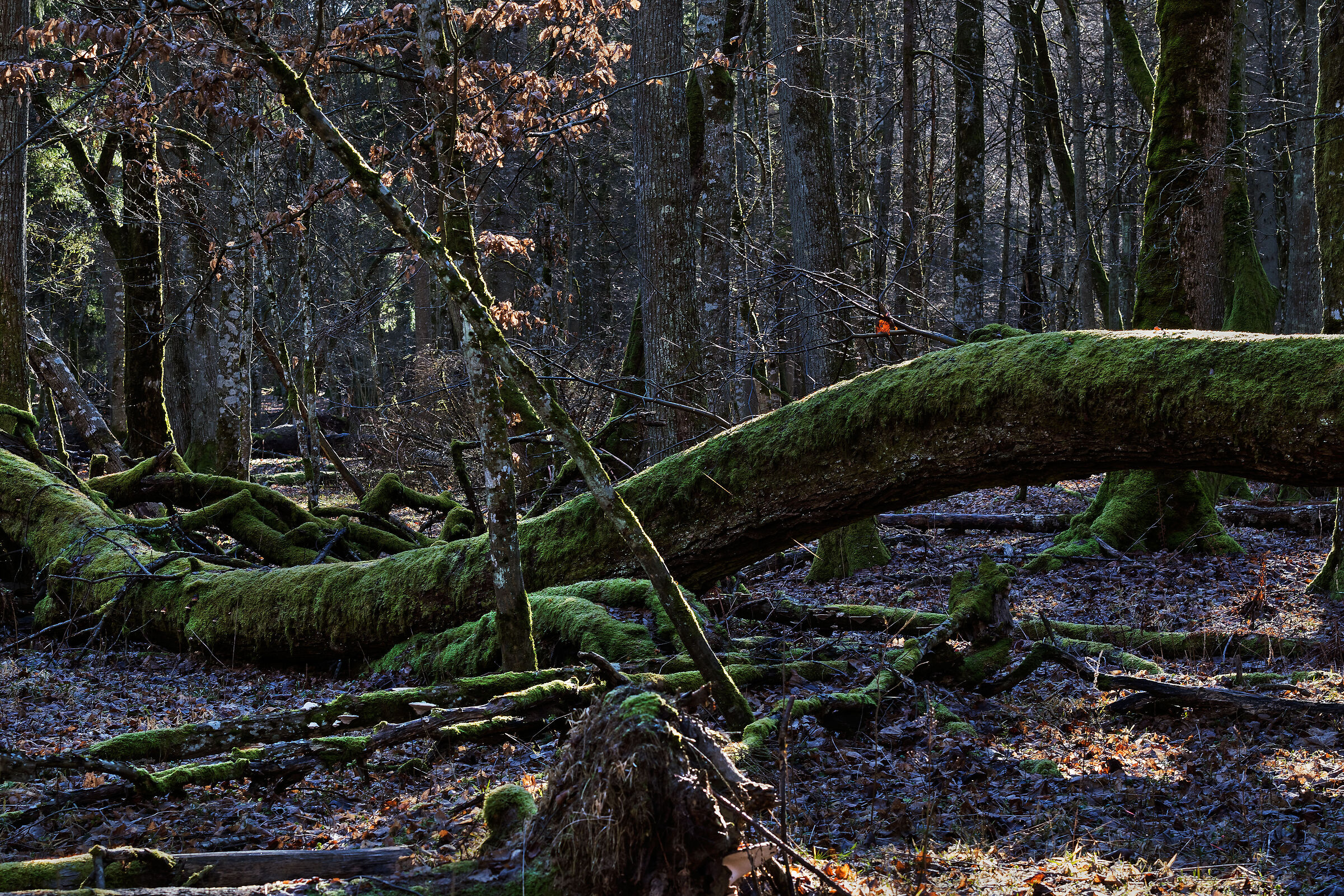 Primary forest