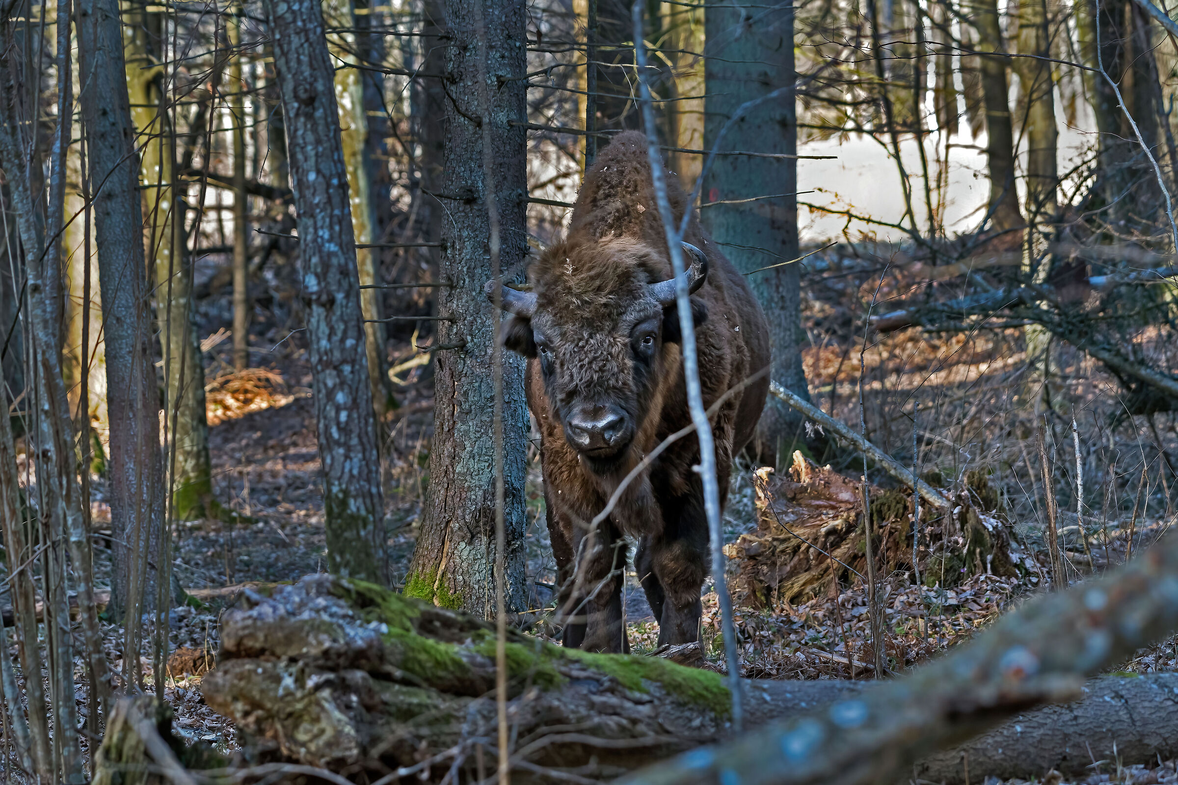 Bisonte europeo
