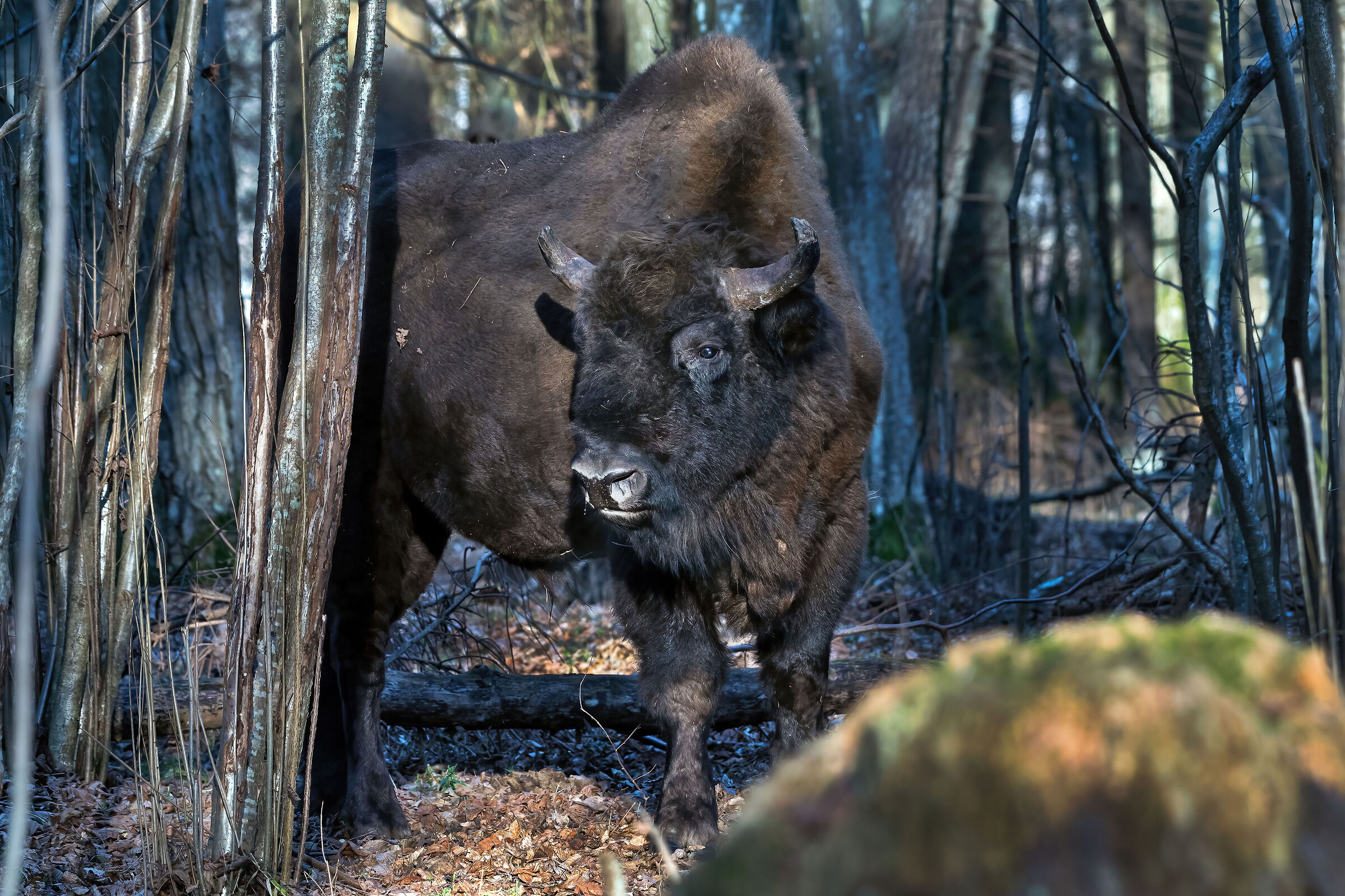 European bison