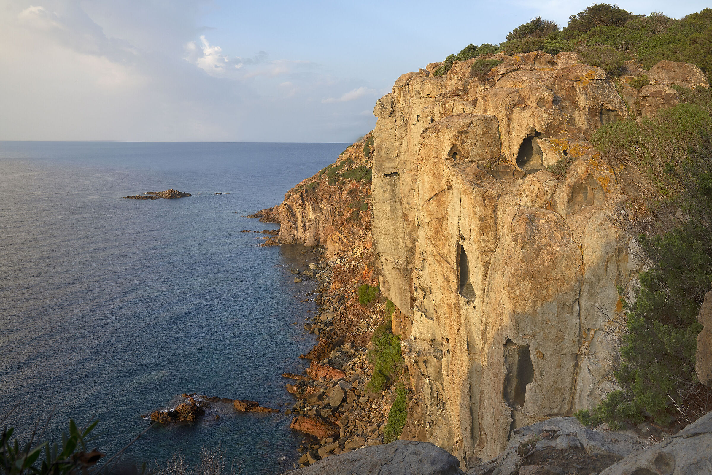 Capo Sandalo- Isola di San Pietro- Eleonora's falcon