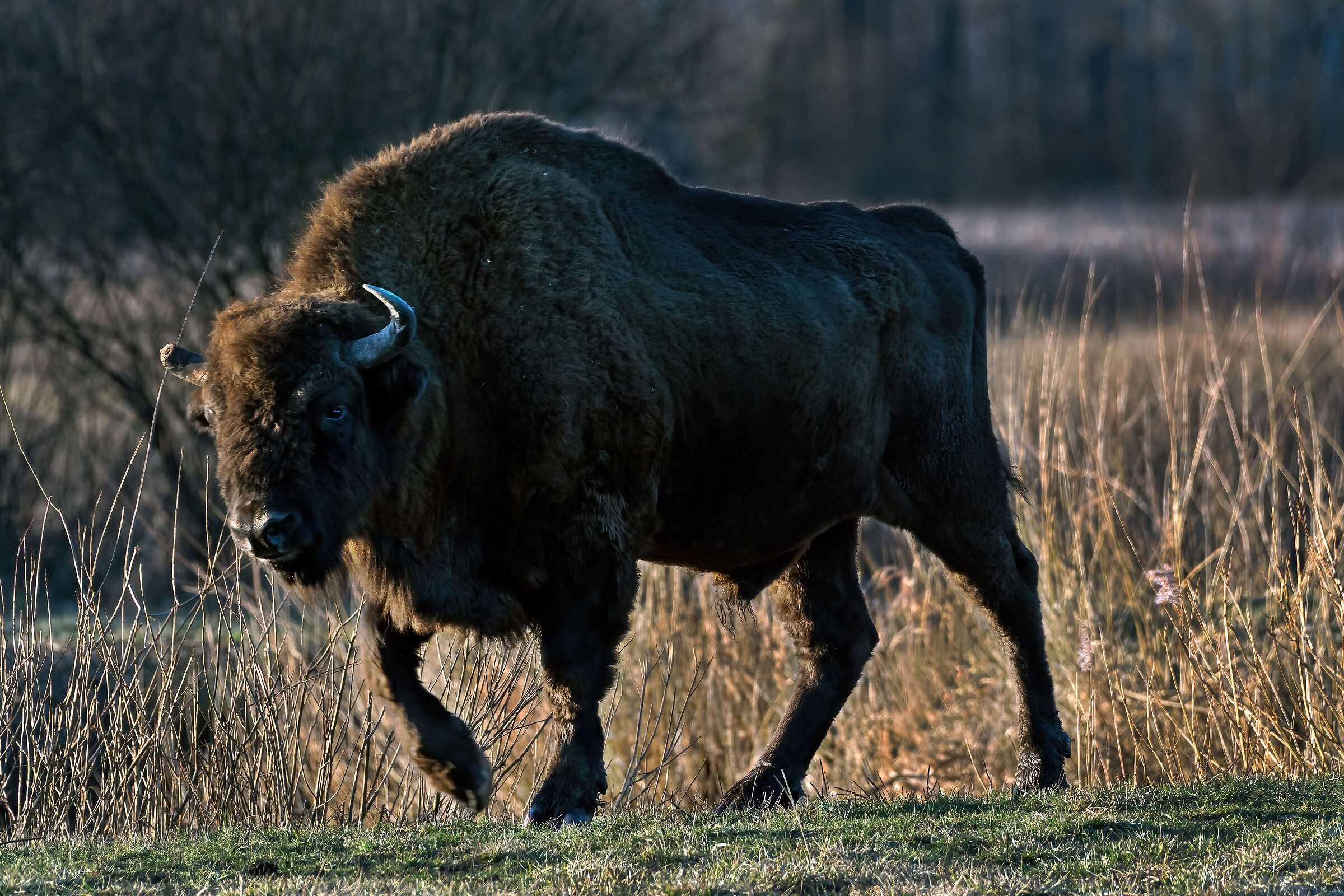 European bison
