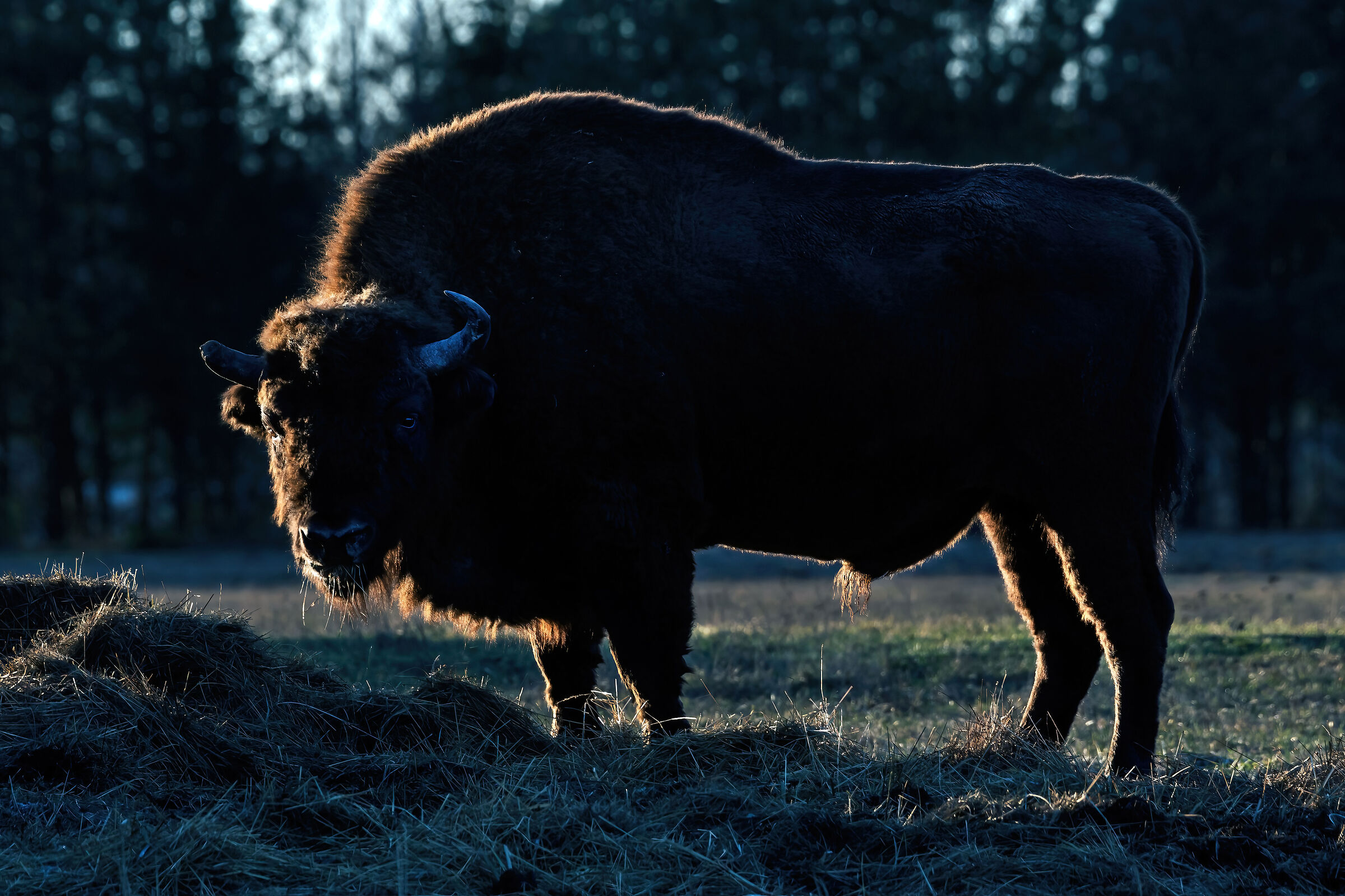 European bison