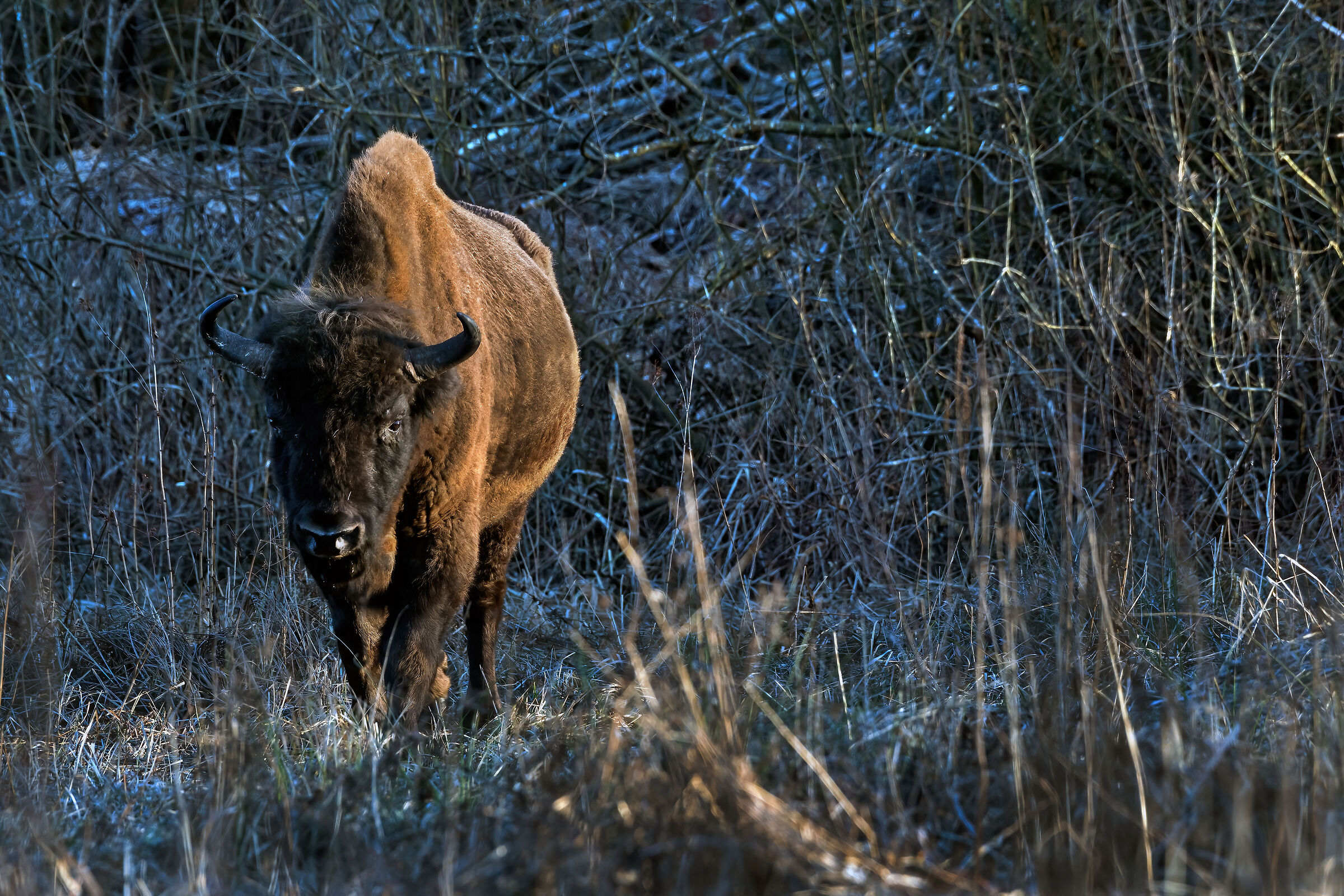 European bison