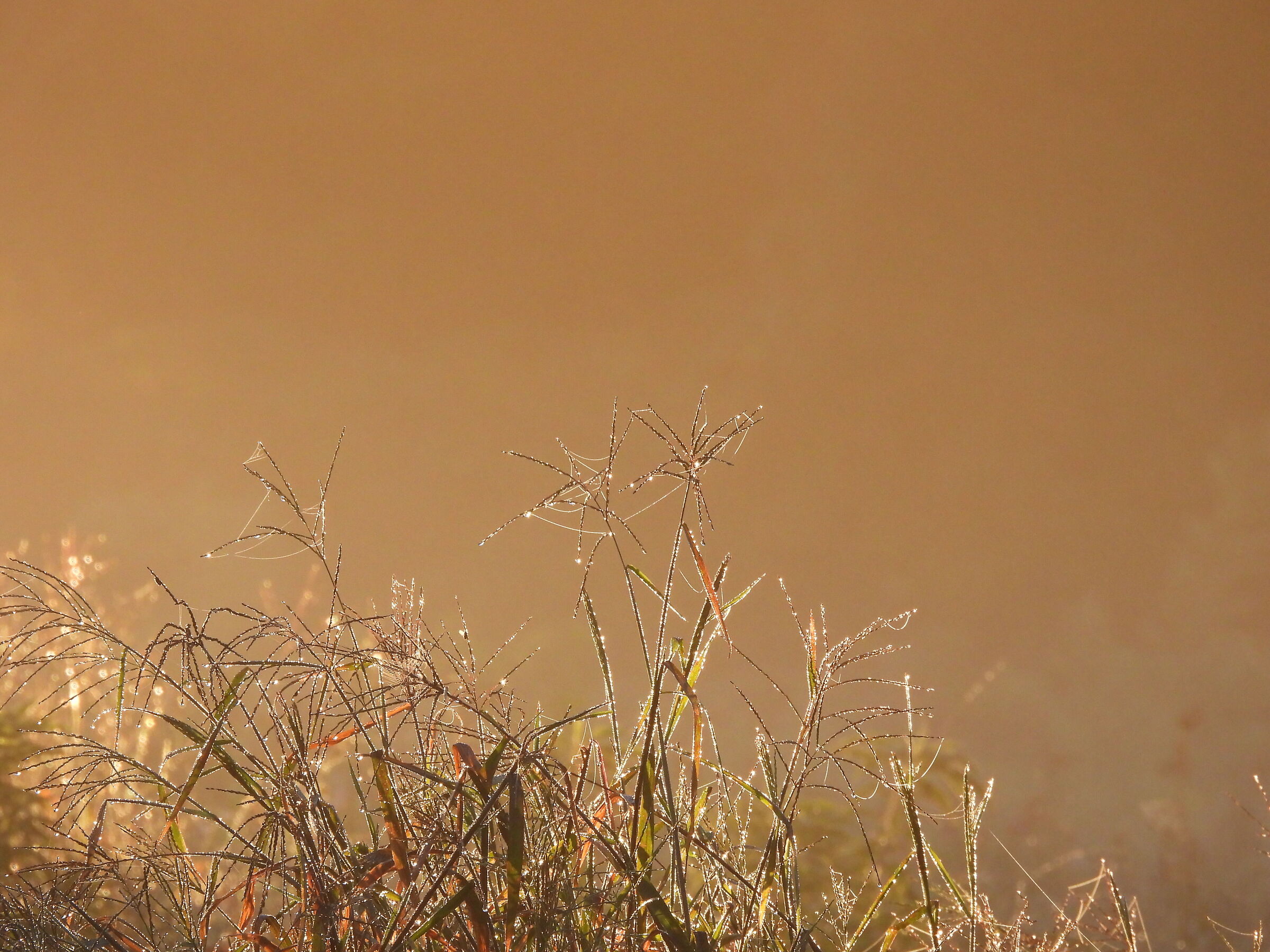 Always beautiful meadows at dawn