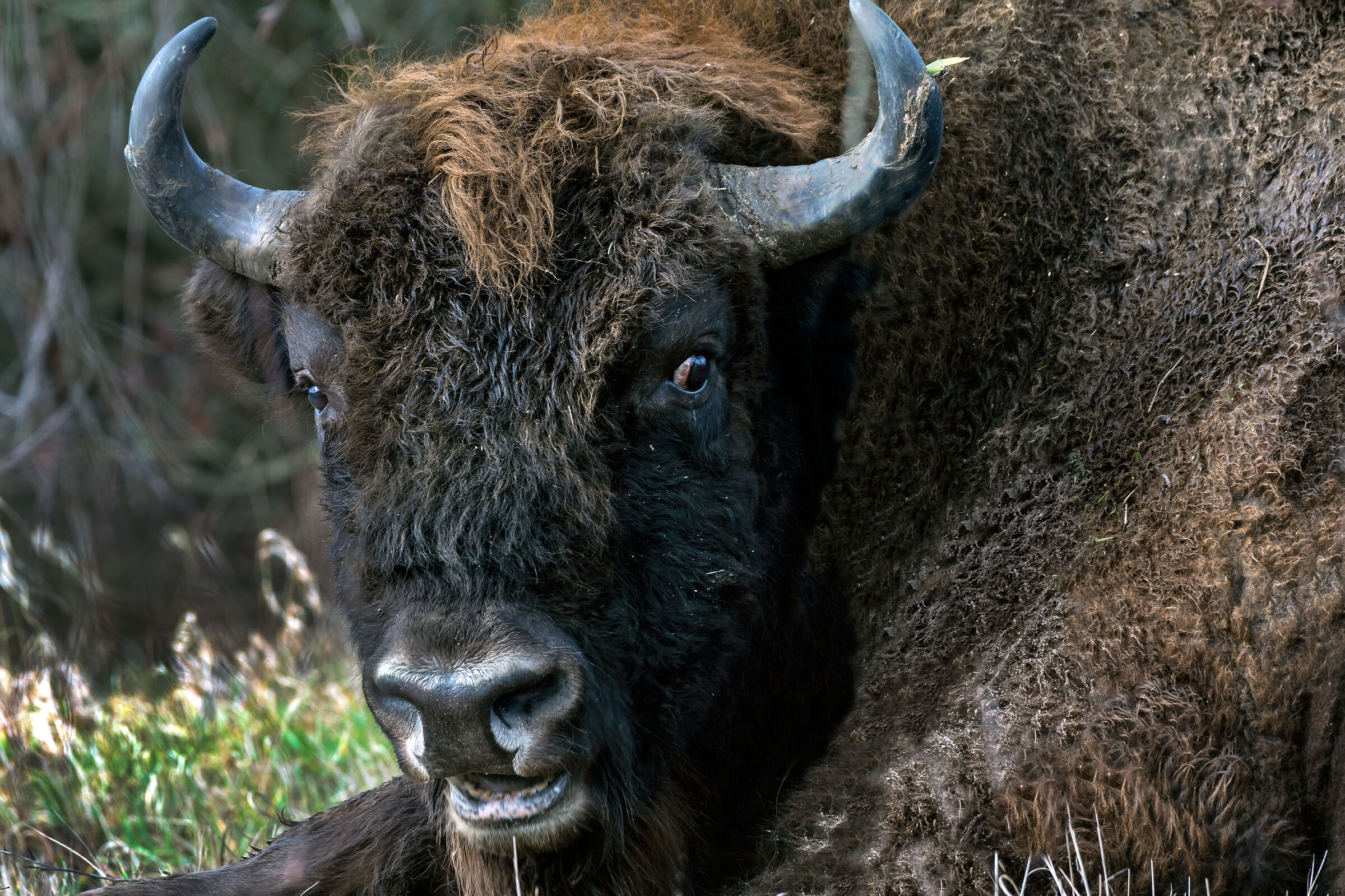 European bison