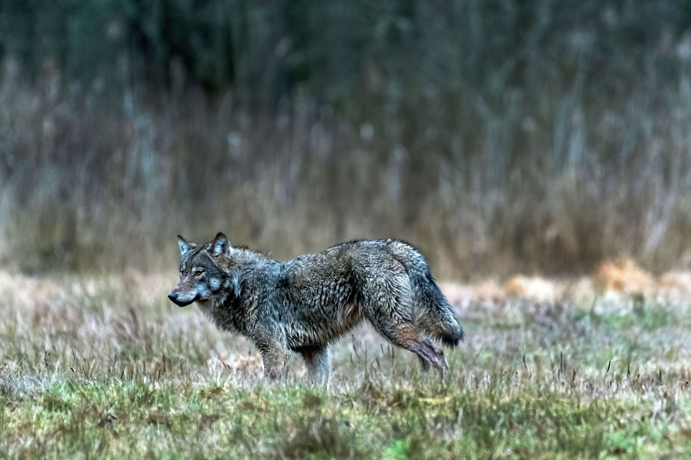 Wolf