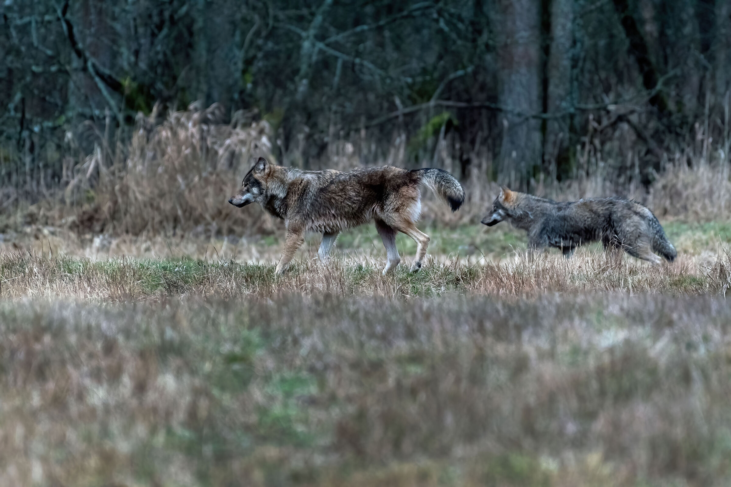 Wolves