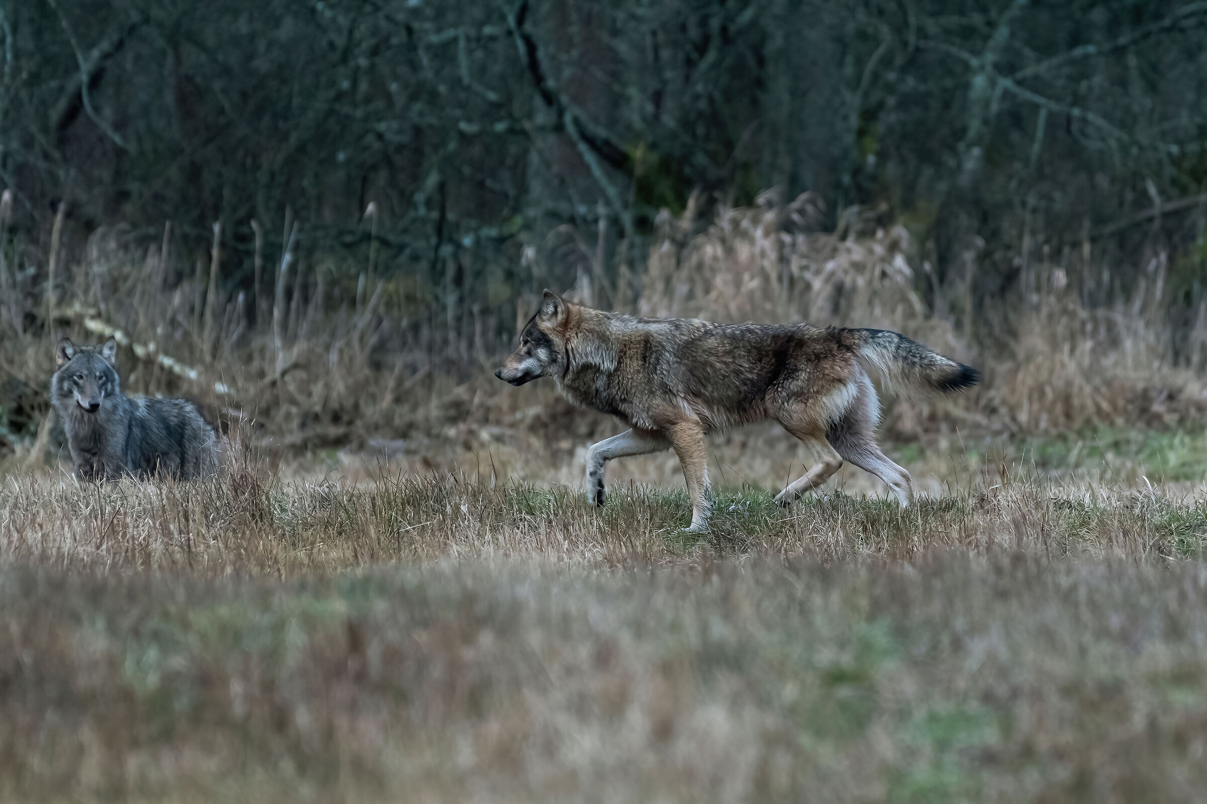 Wolves