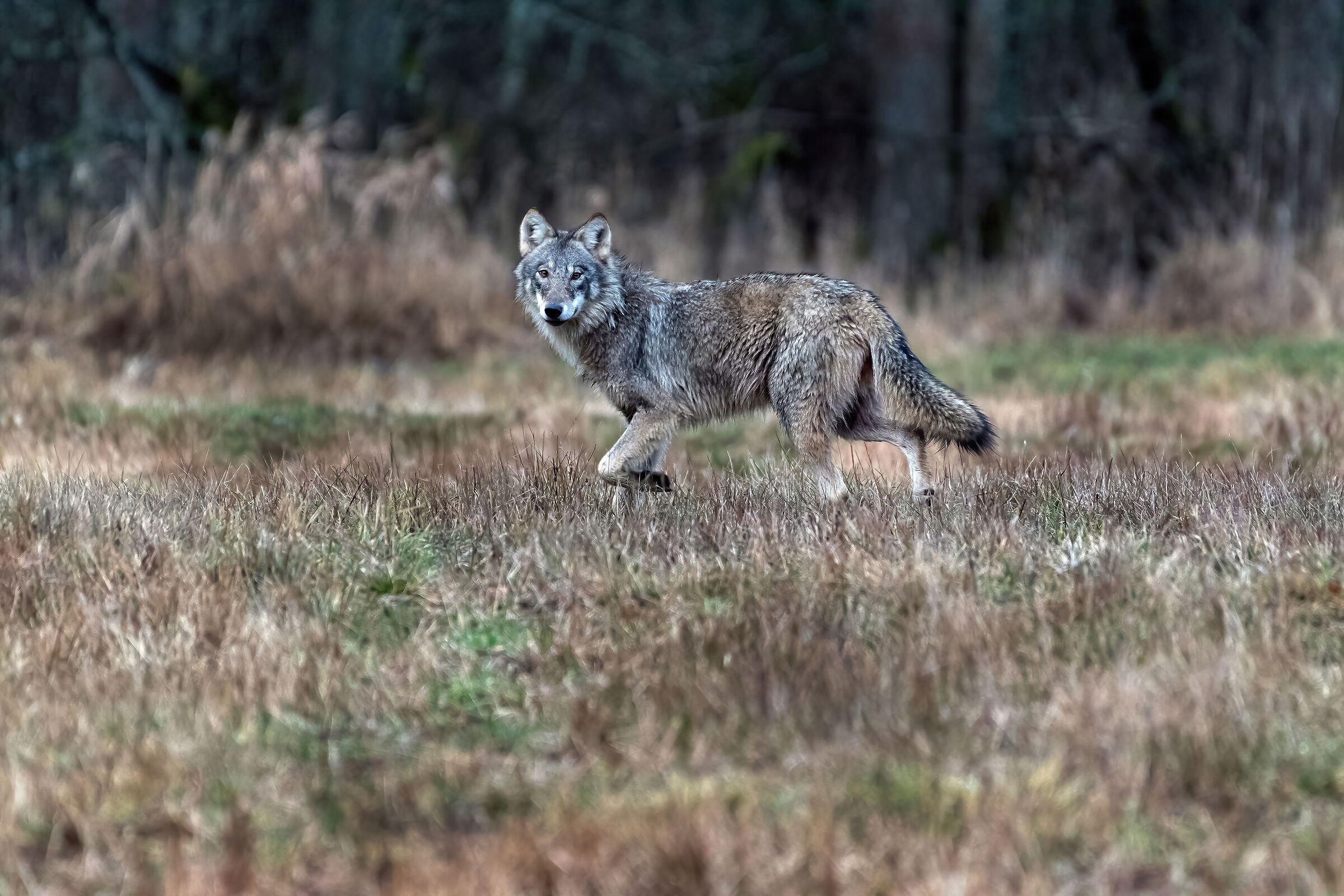 Wolf juv.