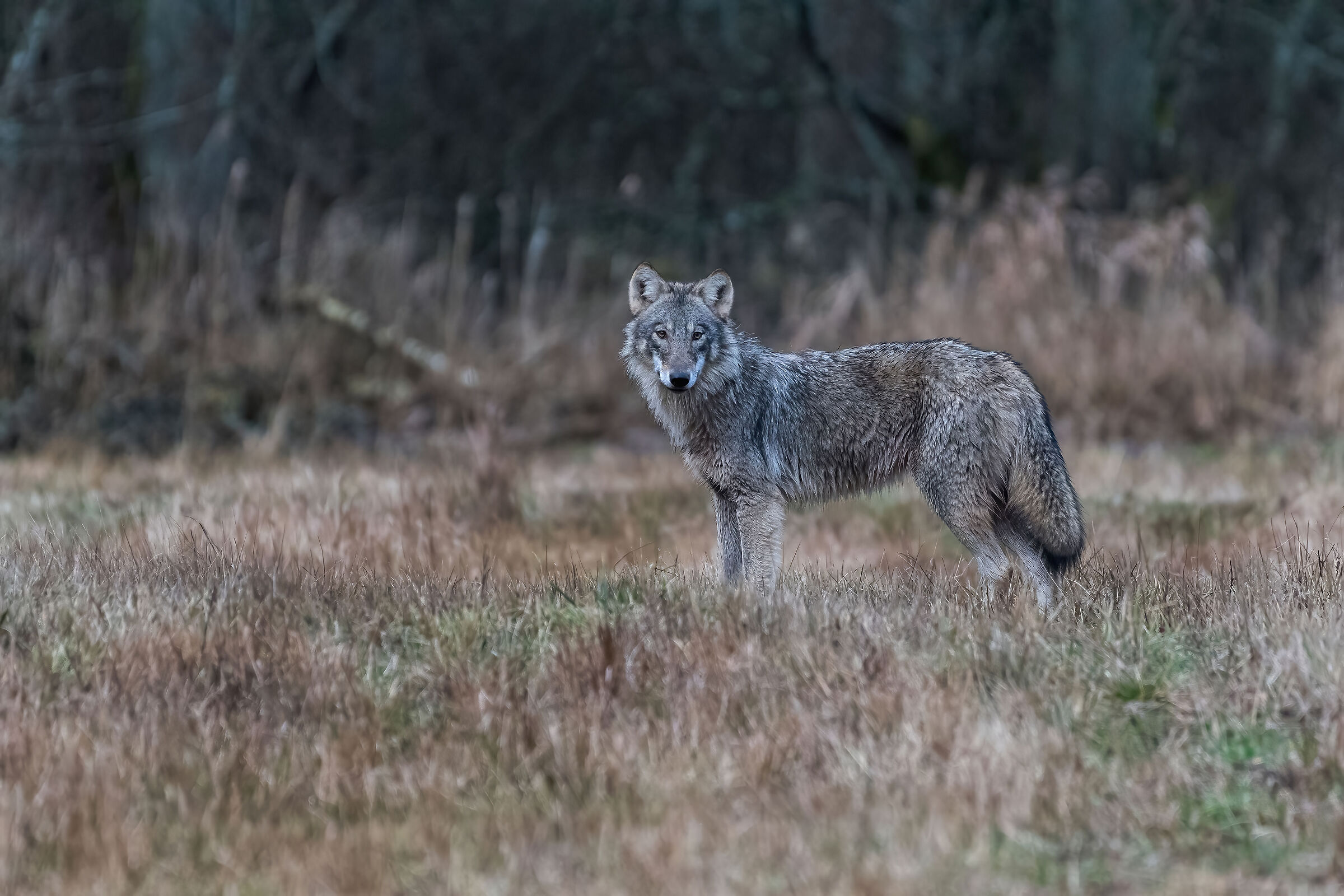 Wolf juv.