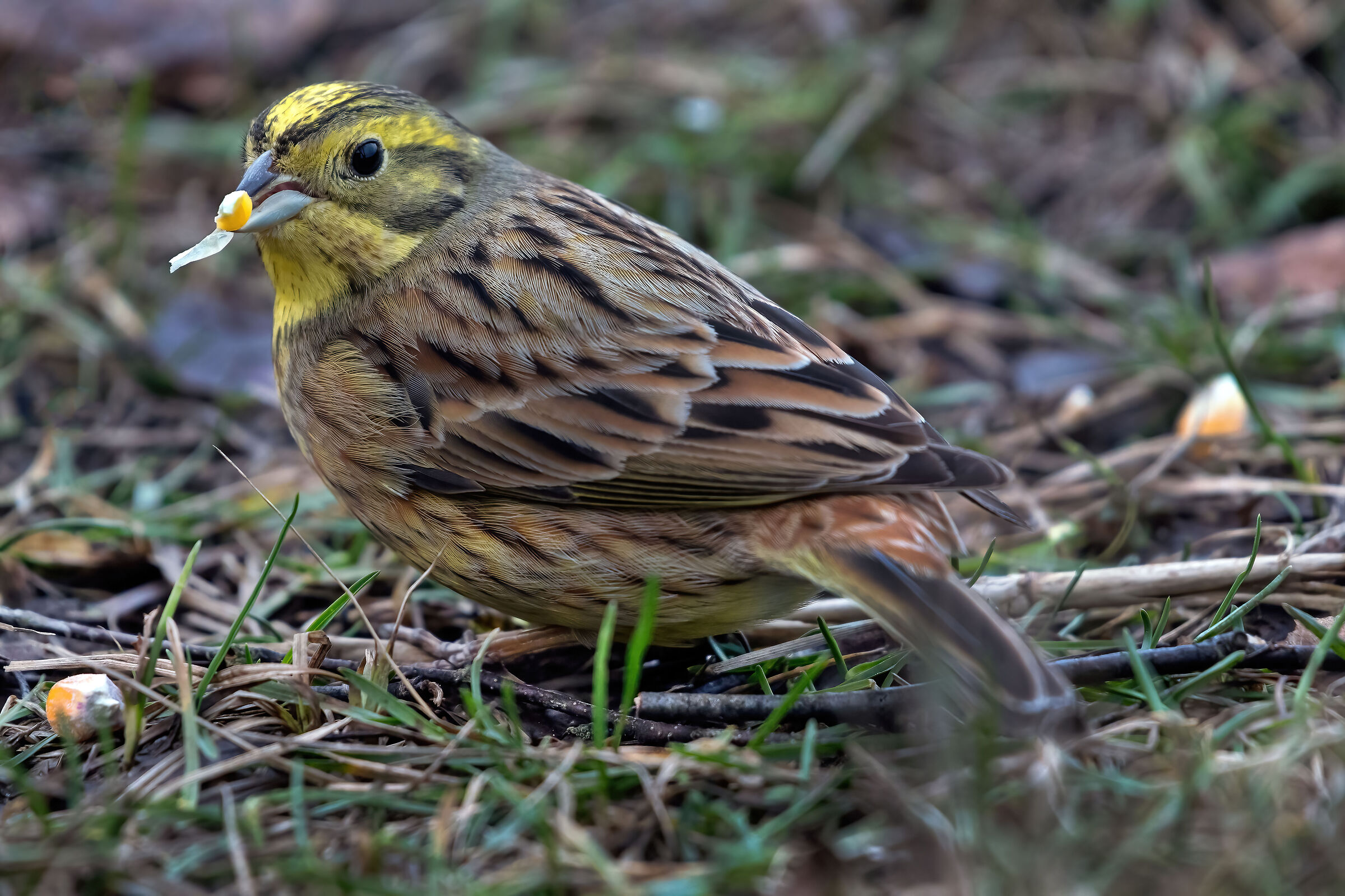 Male yellow bunting