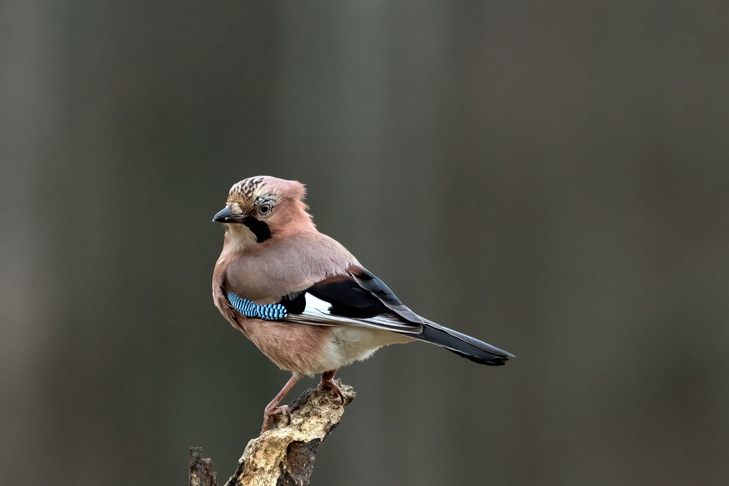 Jay