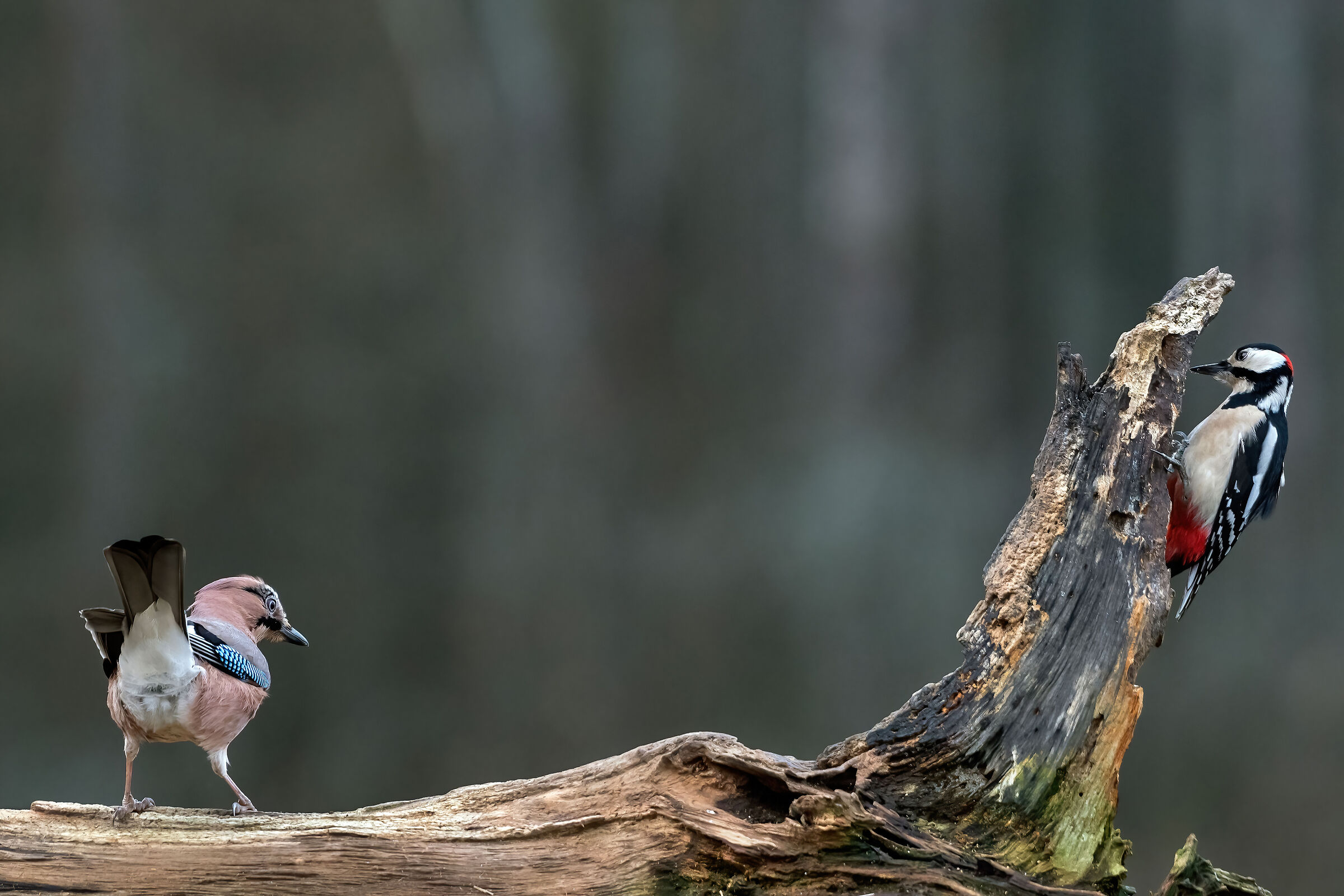 Jay and Spotted Woodpecker