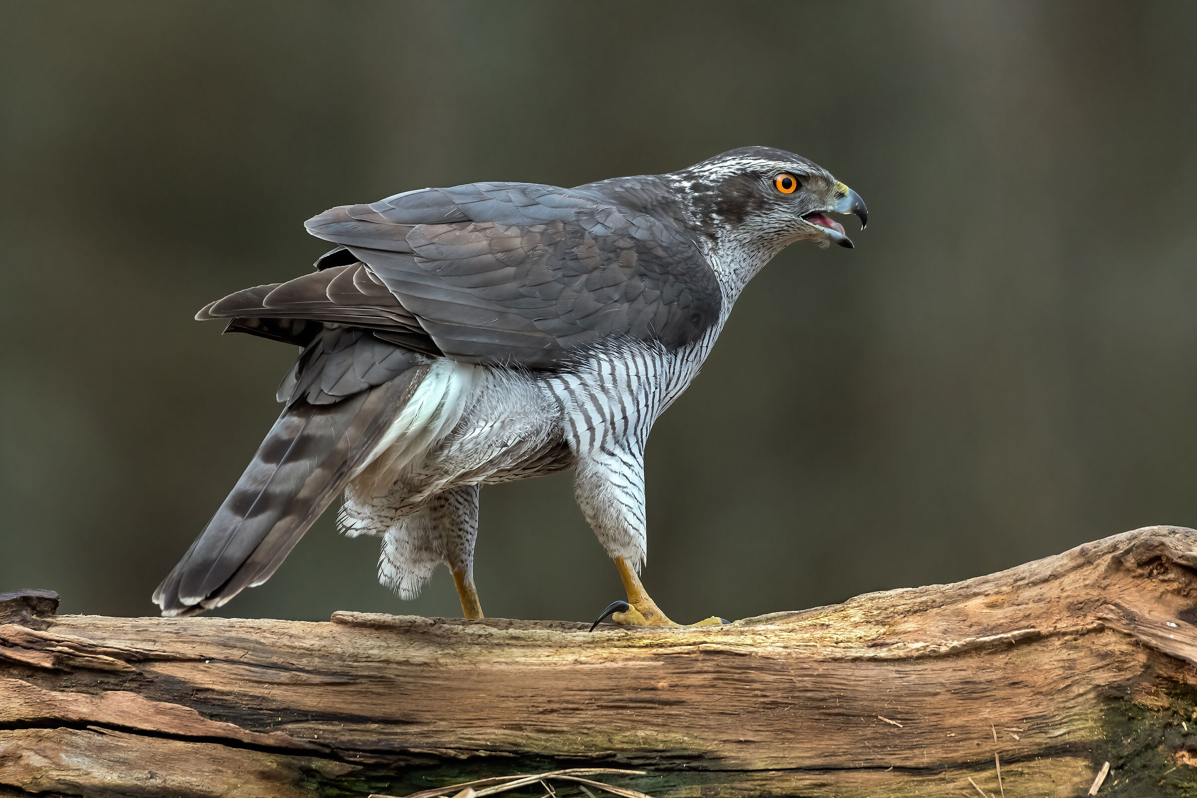 Goshawk