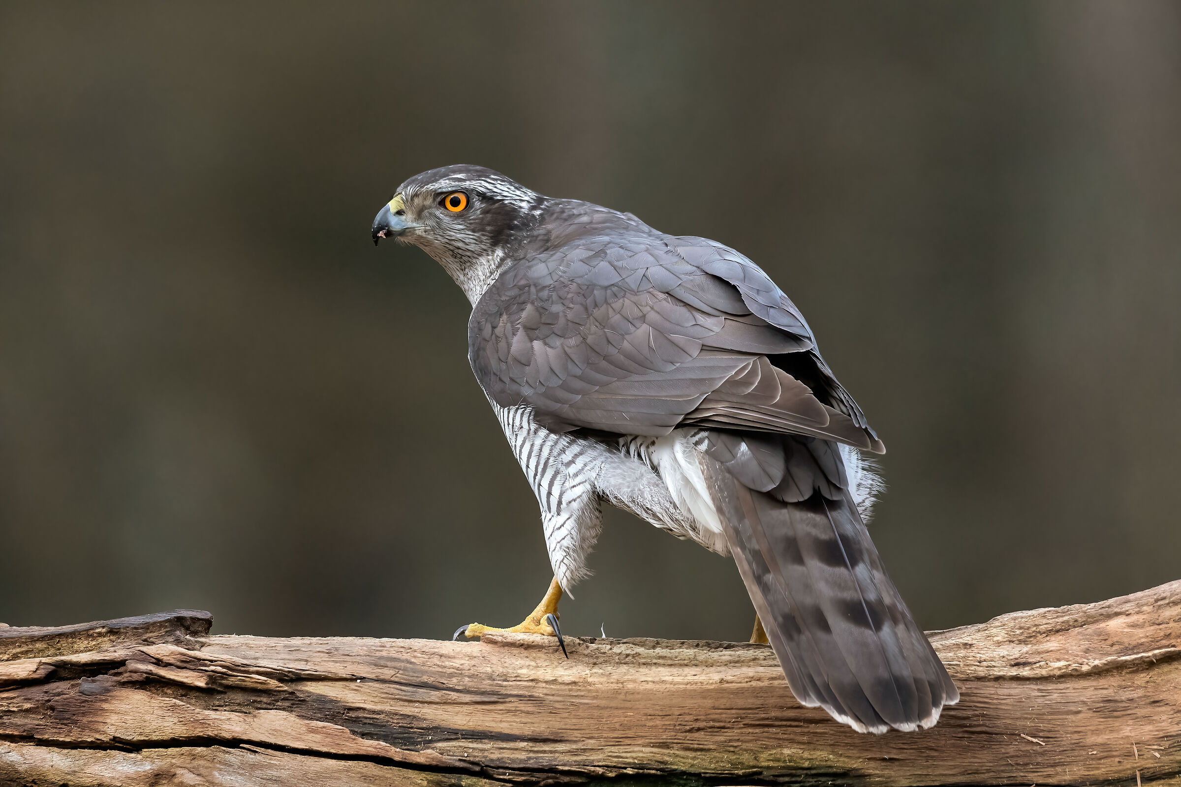 Goshawk
