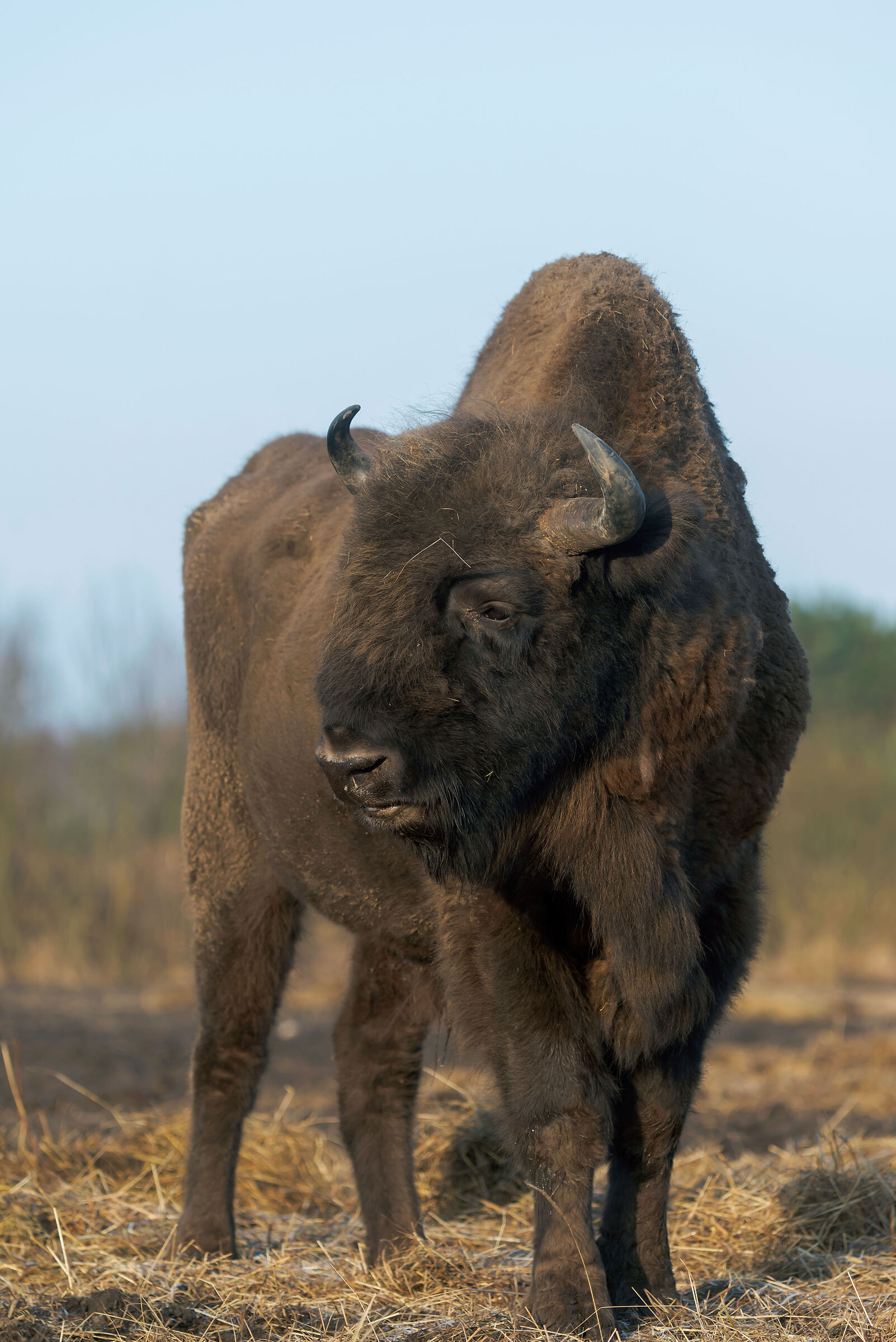 European bison