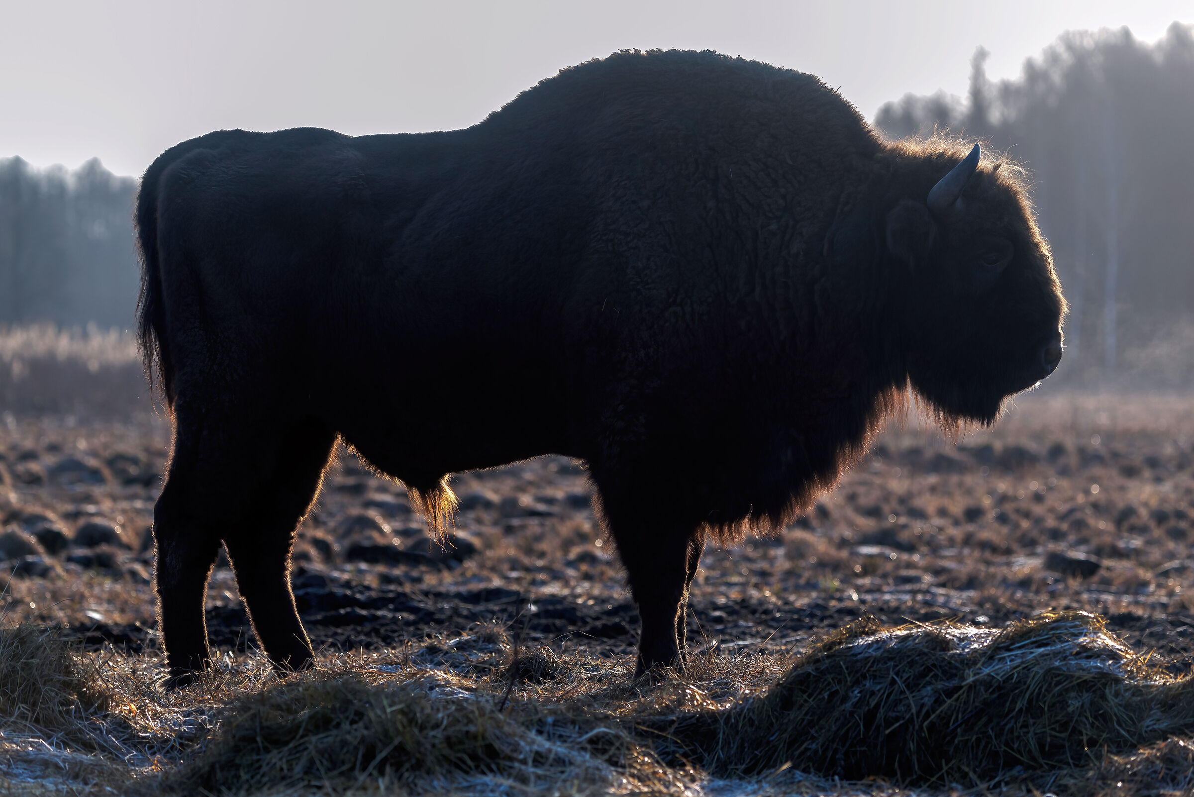 European bison
