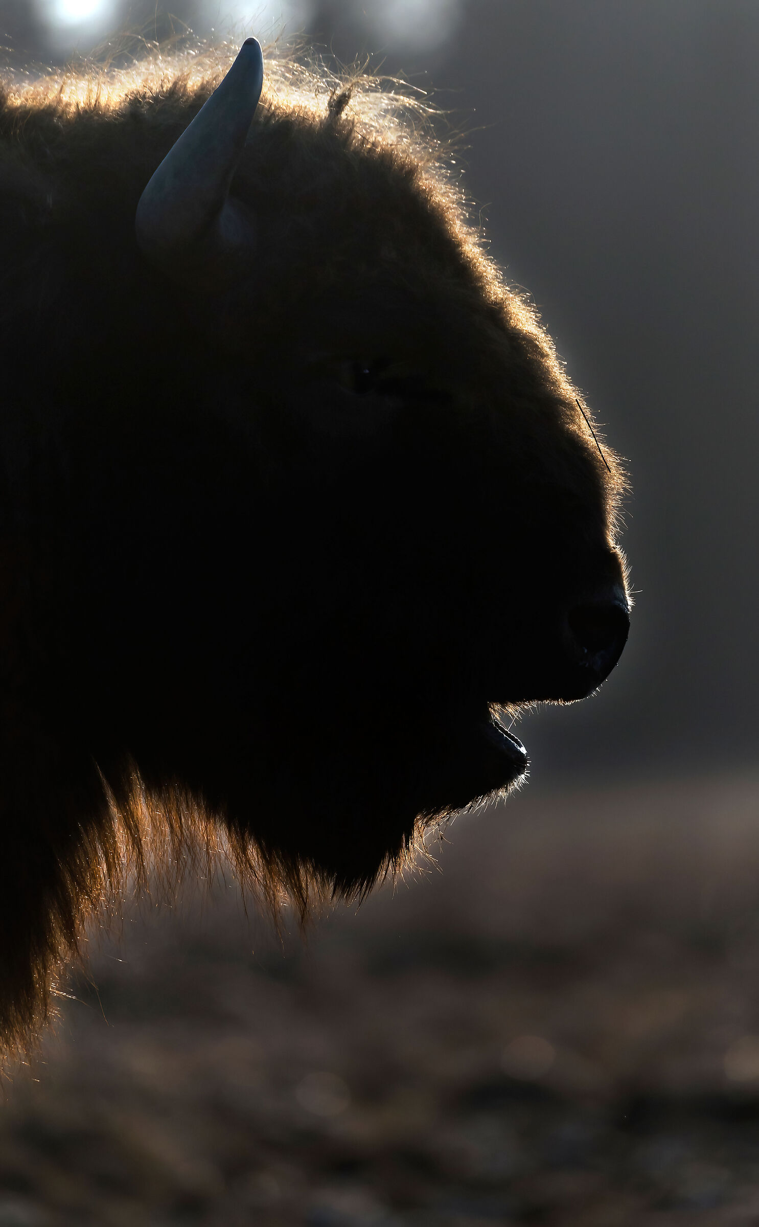 European bison