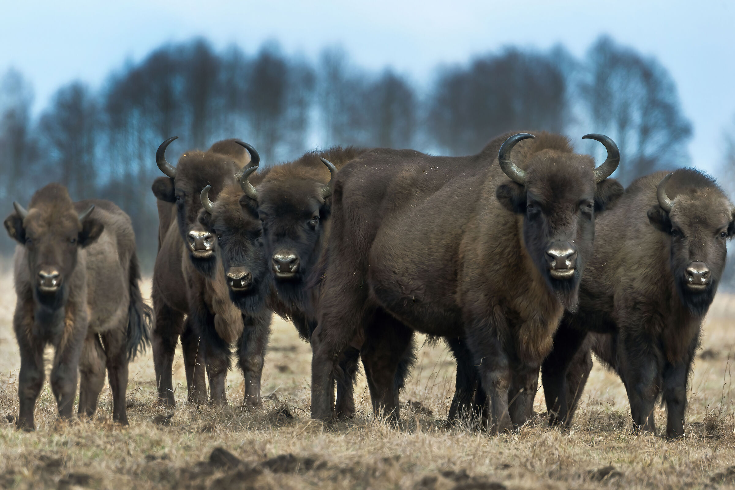 European bison