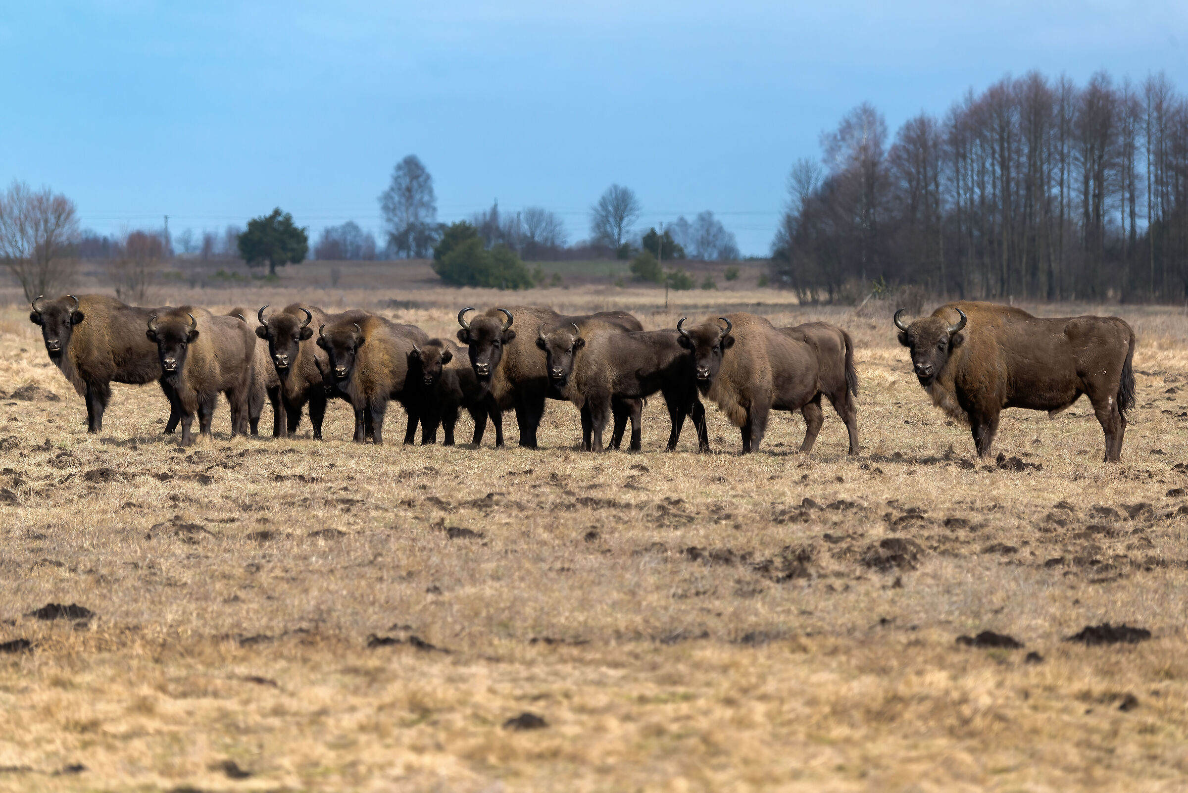 European bison