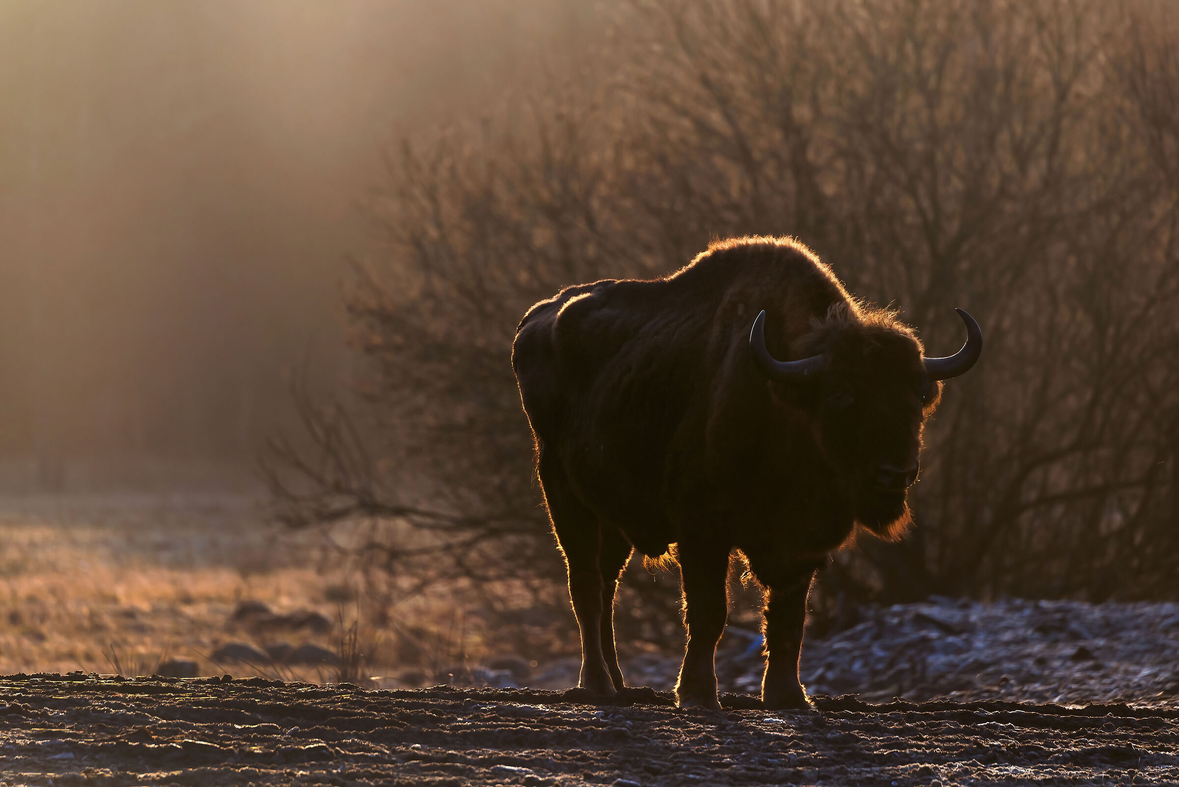 European bison