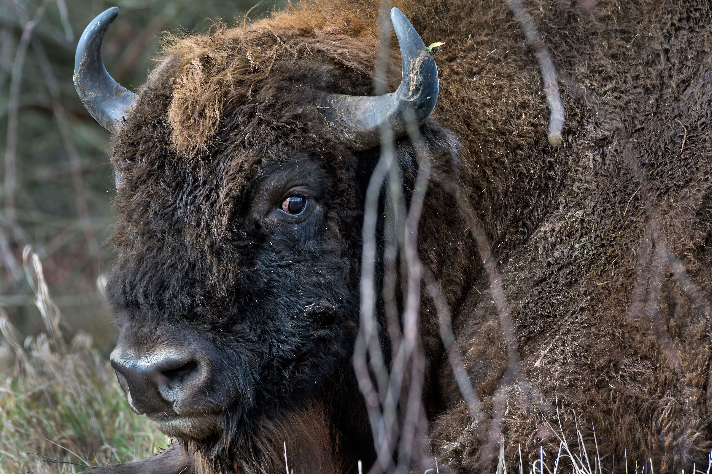 European bison
