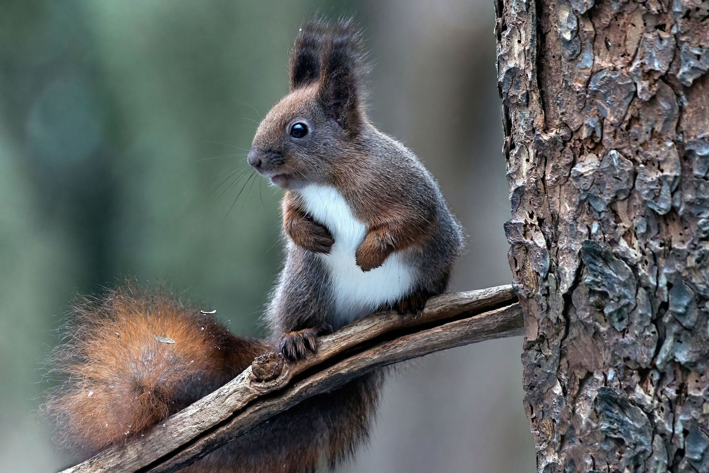 Red squirrel