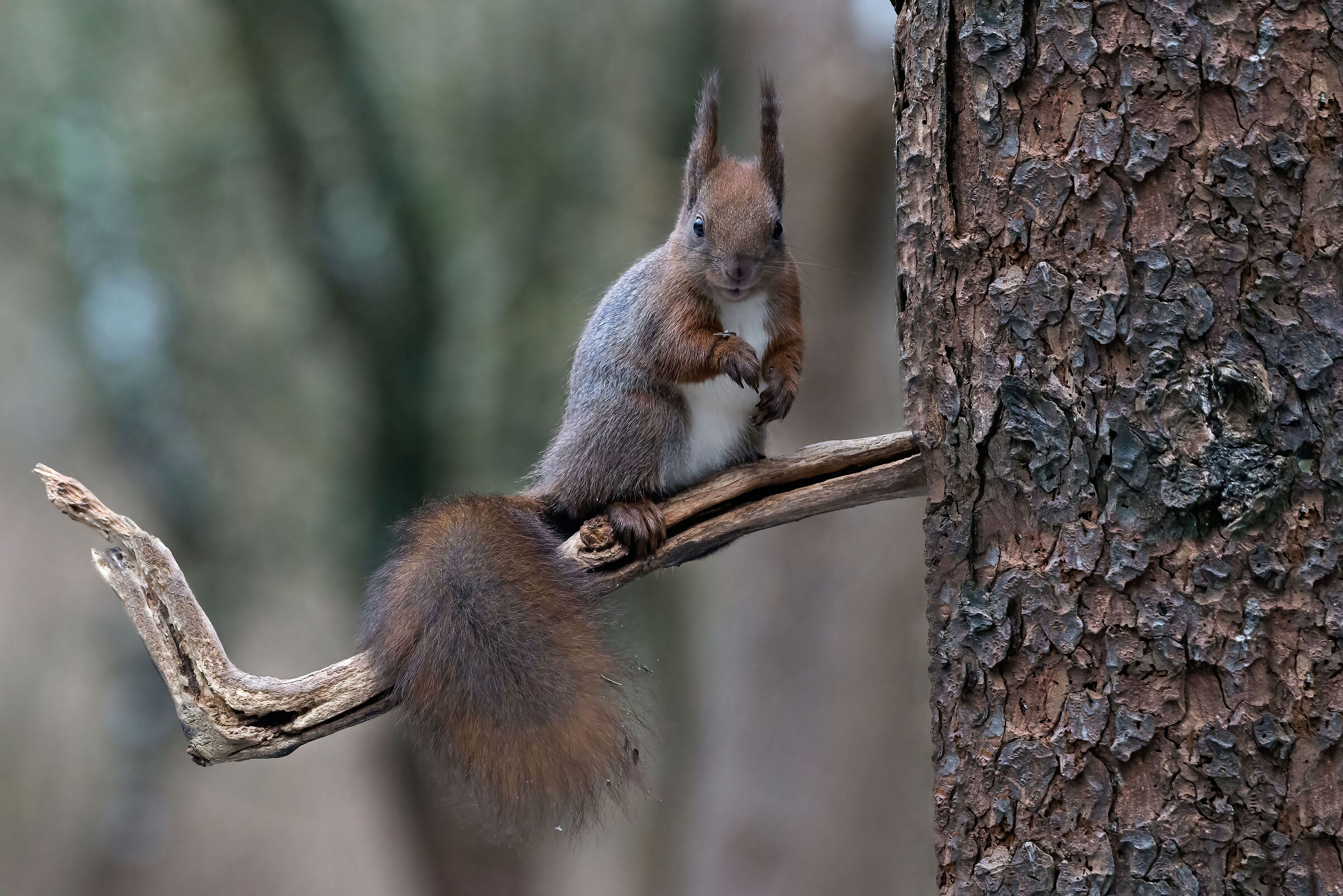 Red squirrel