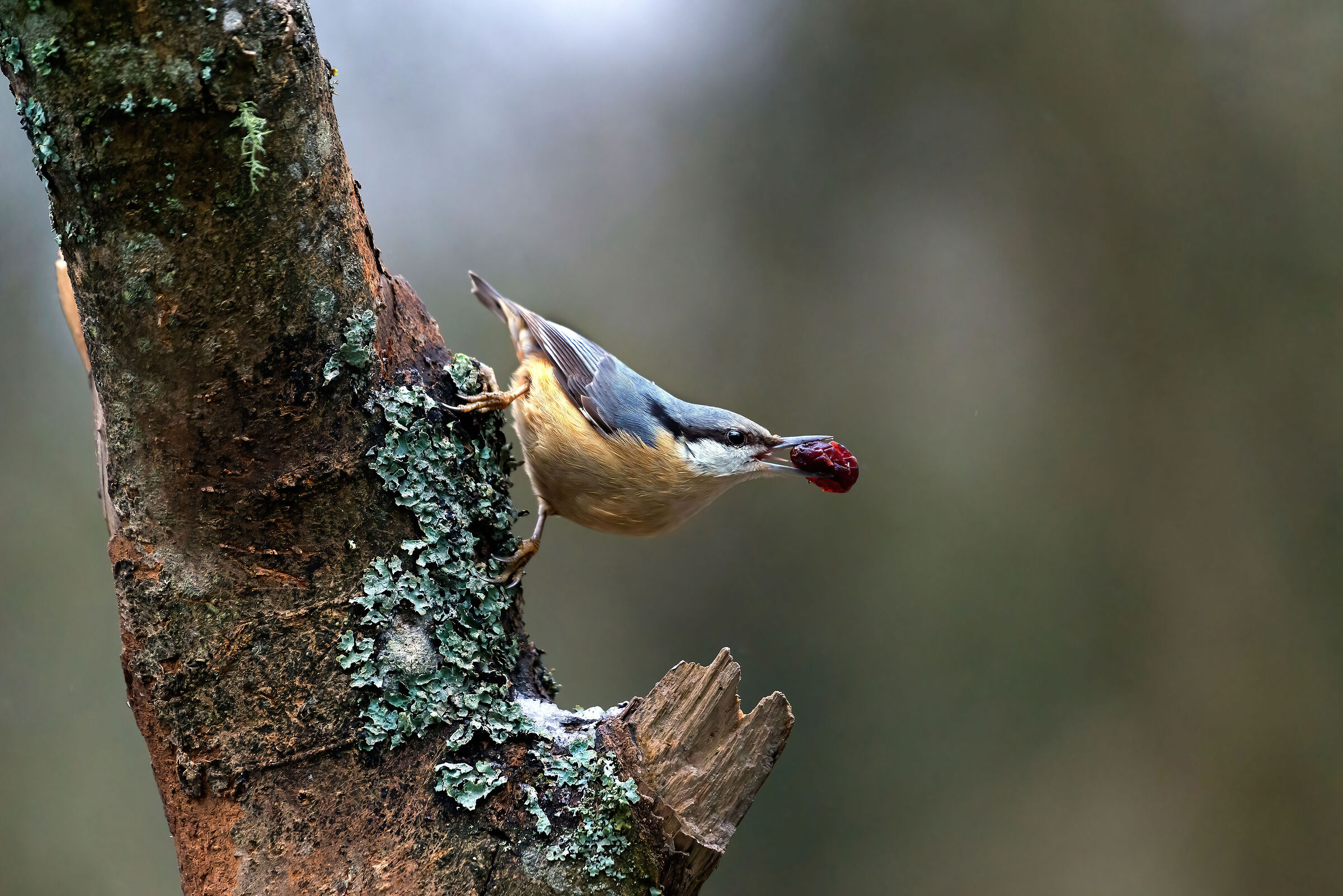 Wood nuthatch