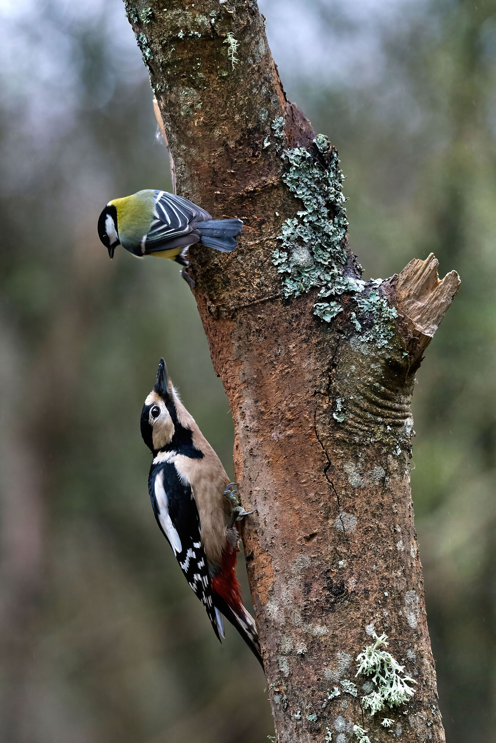 Red woodpecker and Blue