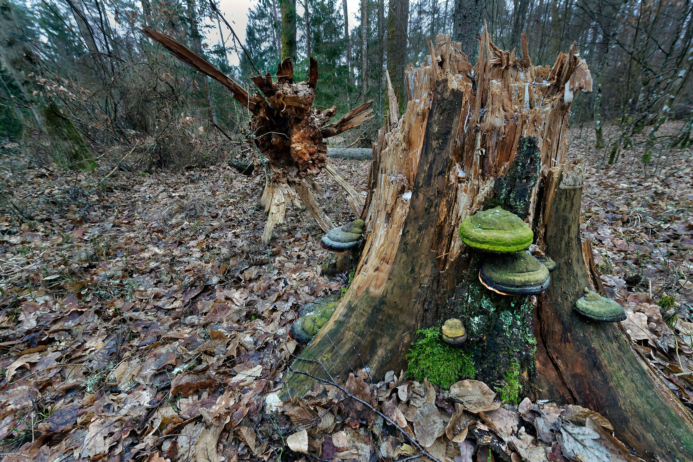 Primary forest