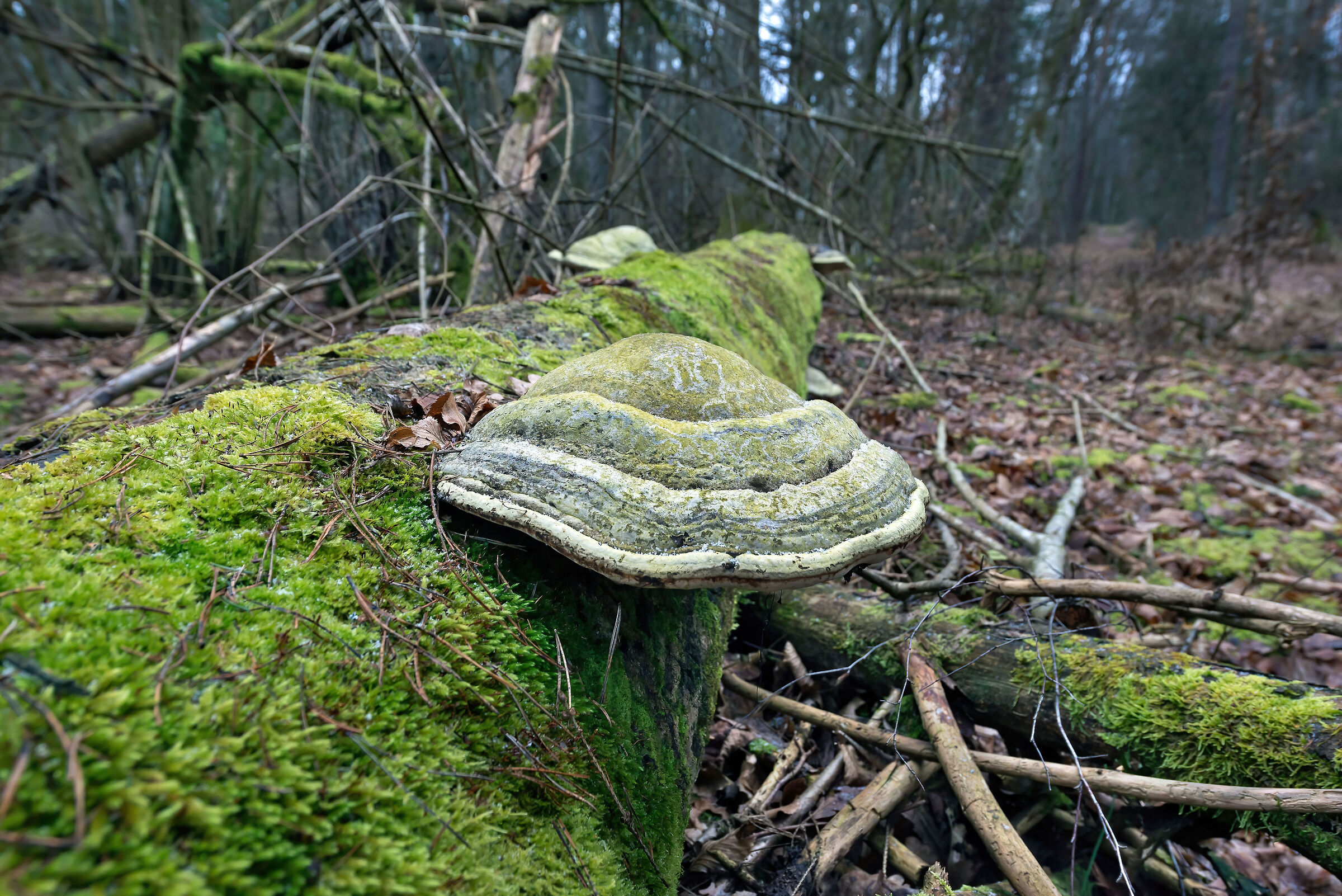 Primary forest