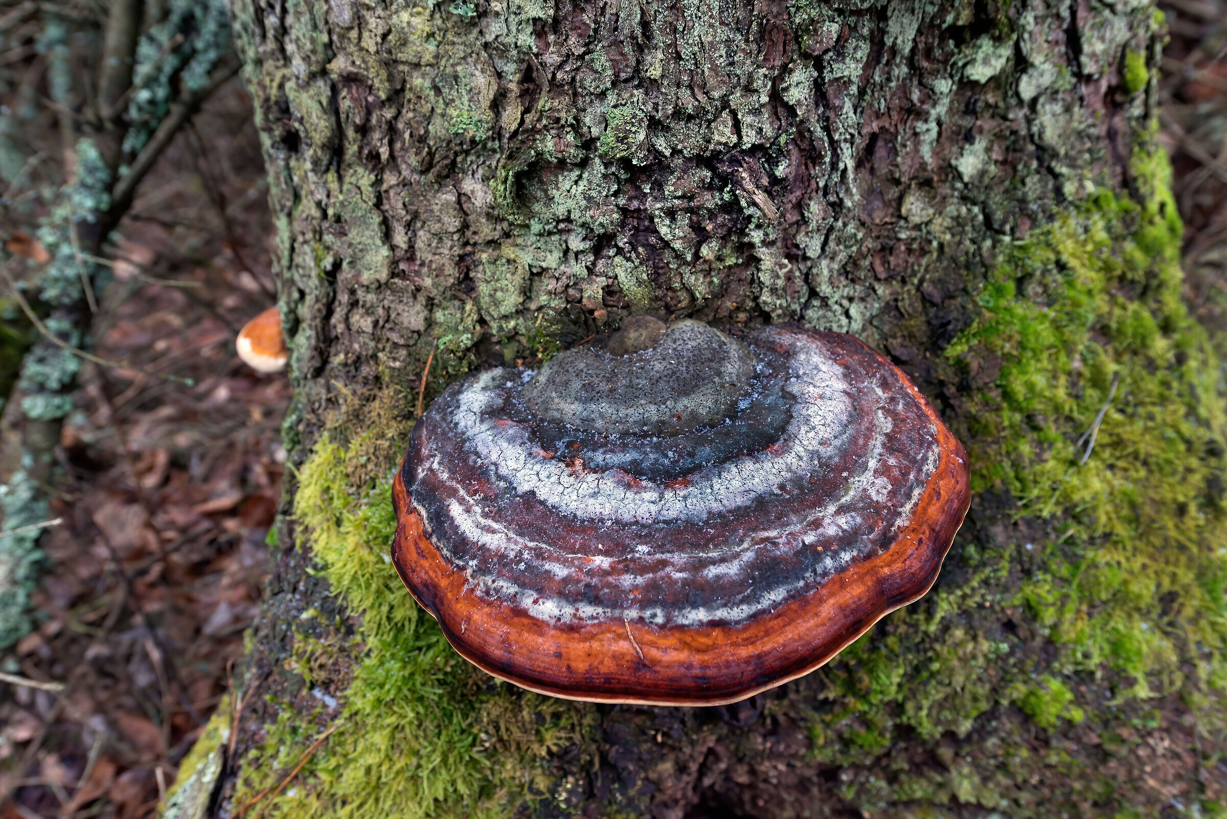 Lignicolo mushroom