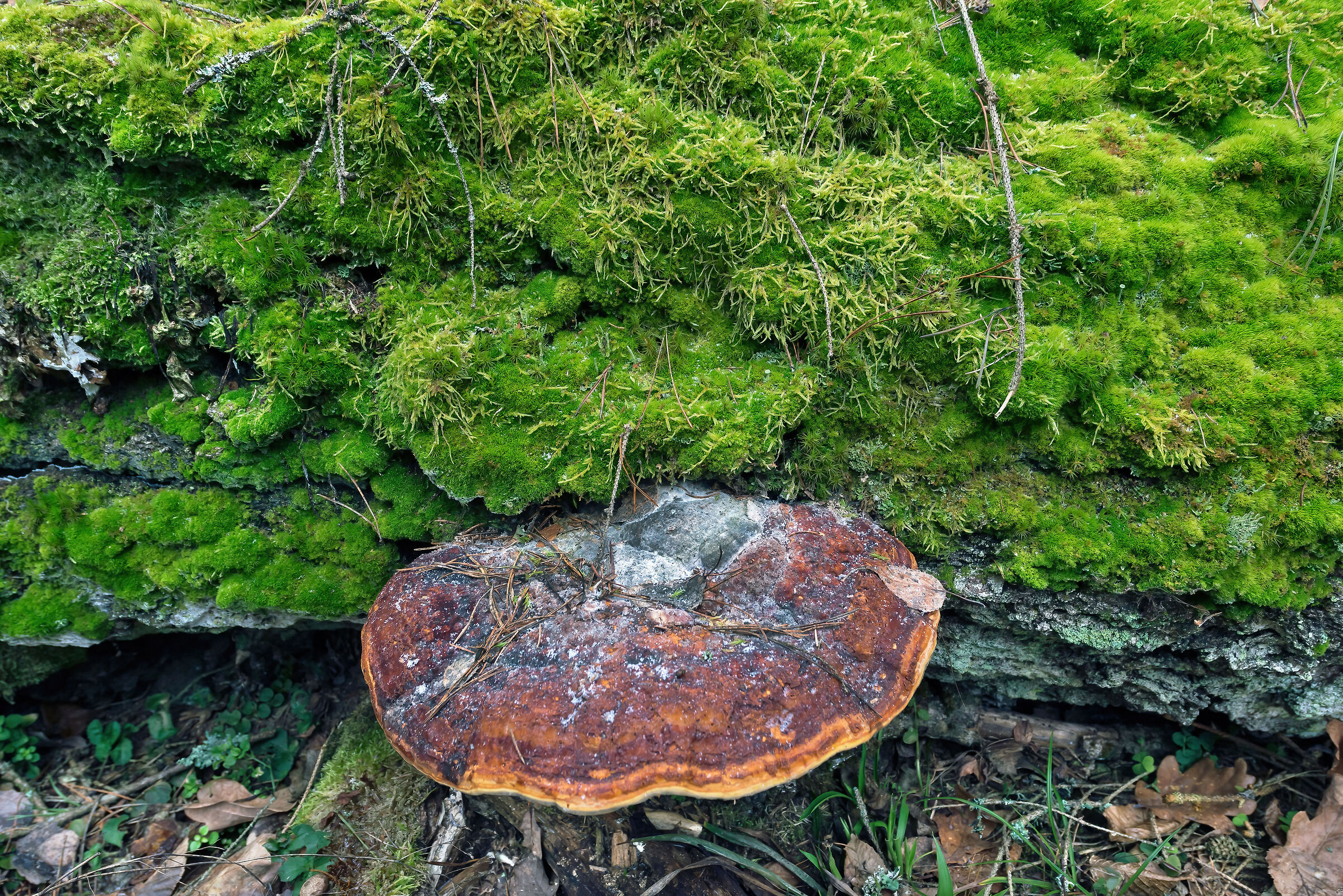 Lignicolo mushroom
