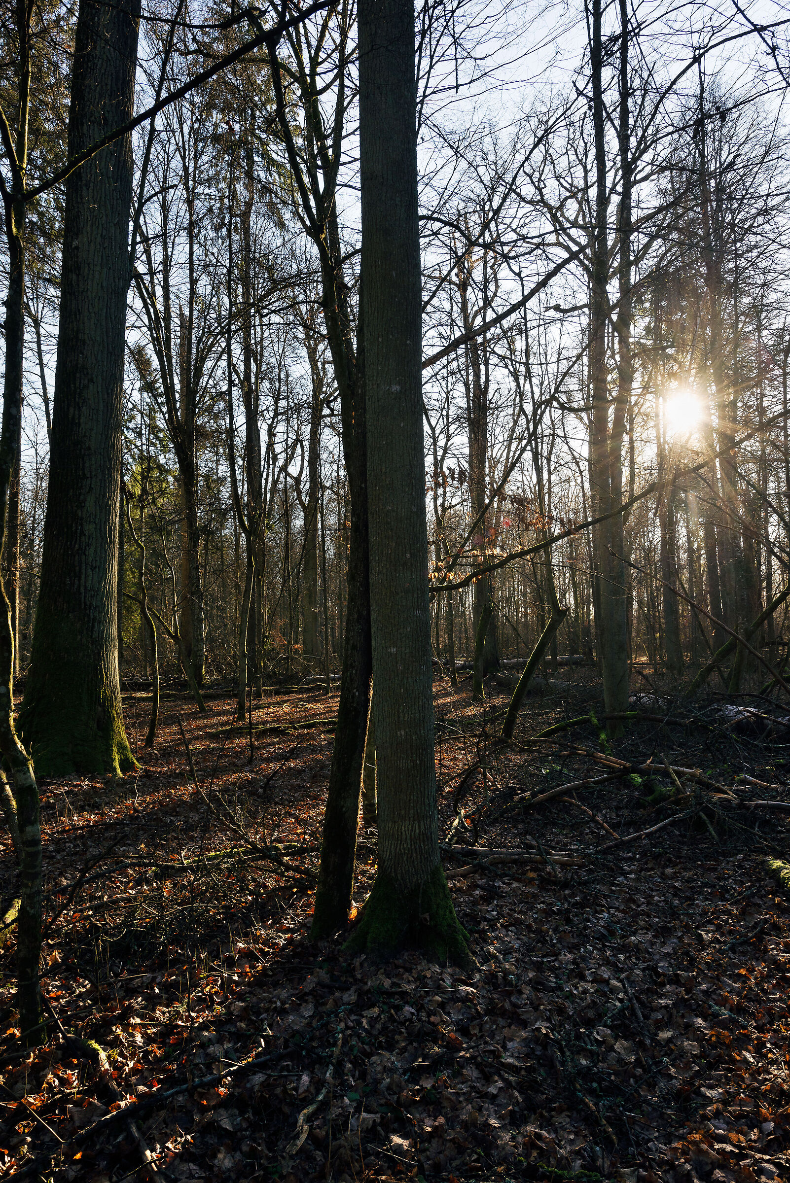 Primary forest