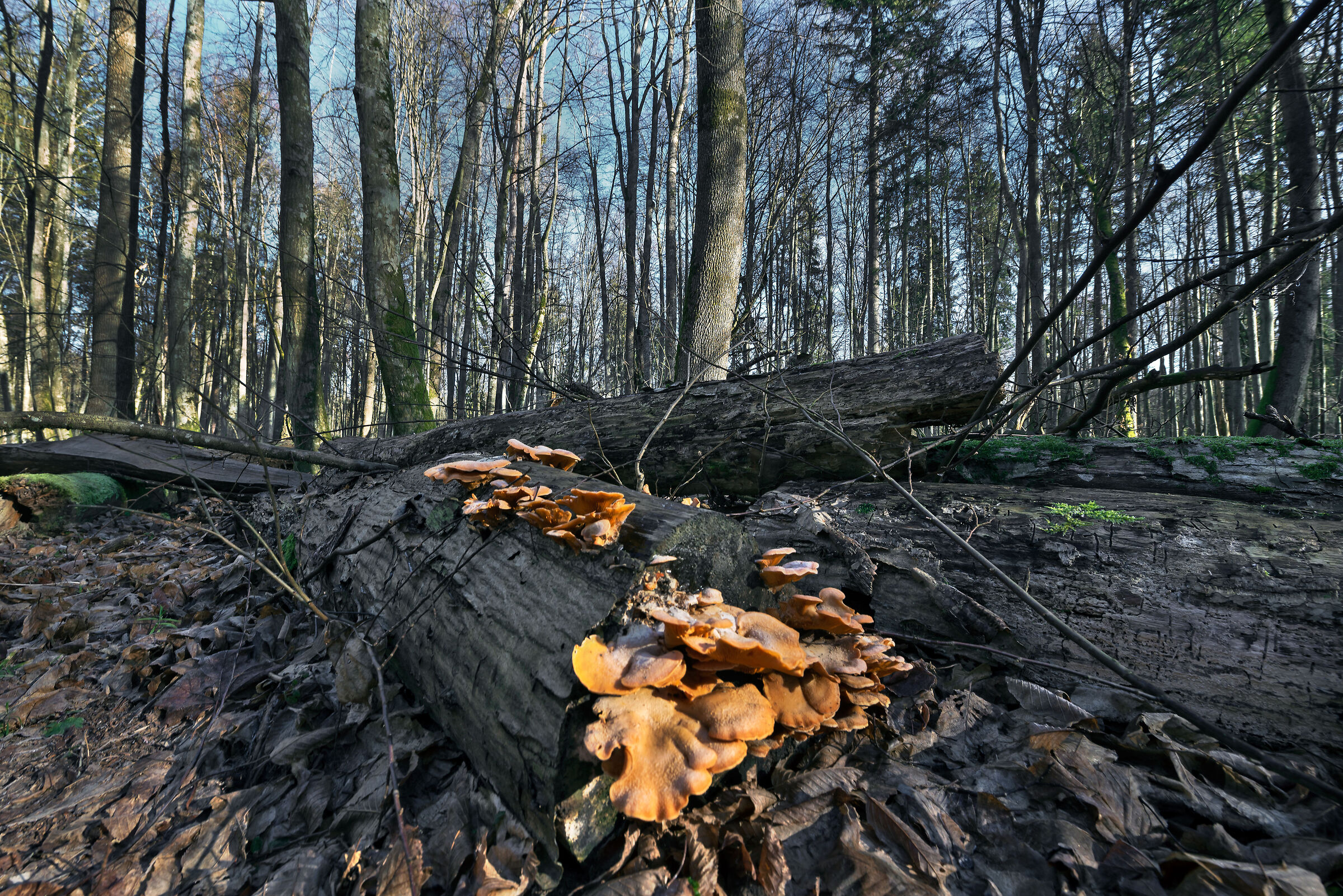 Primary forest