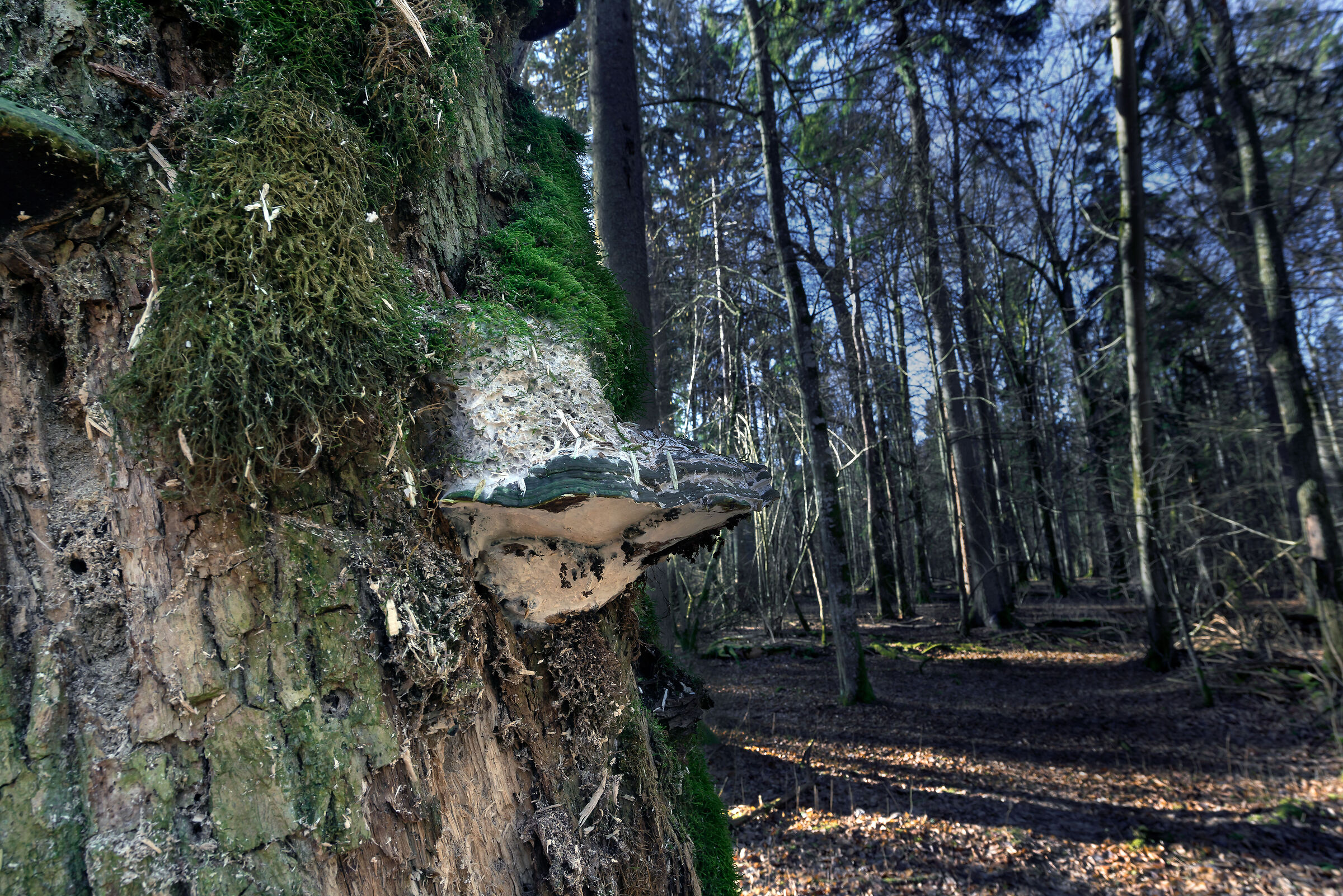 Foresta primaria