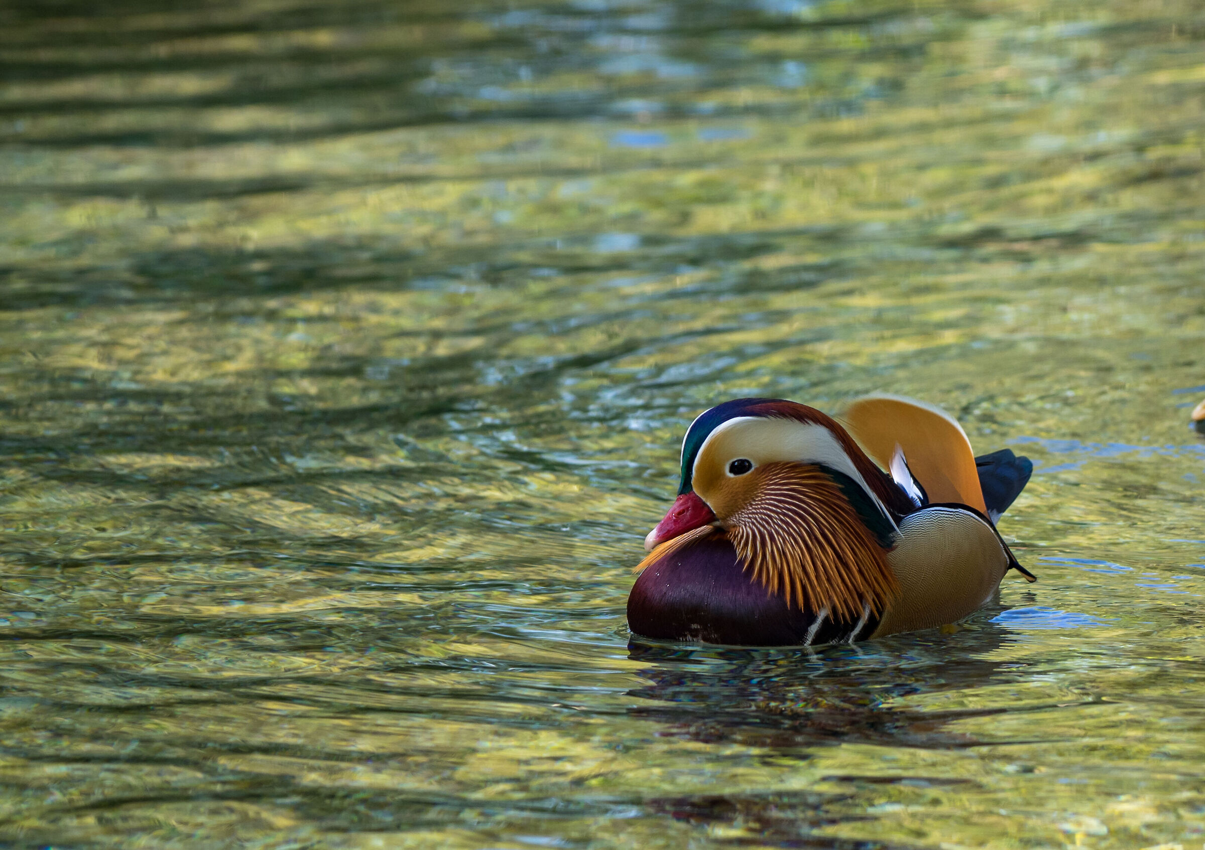oca mandarina alle fonti del clitunno