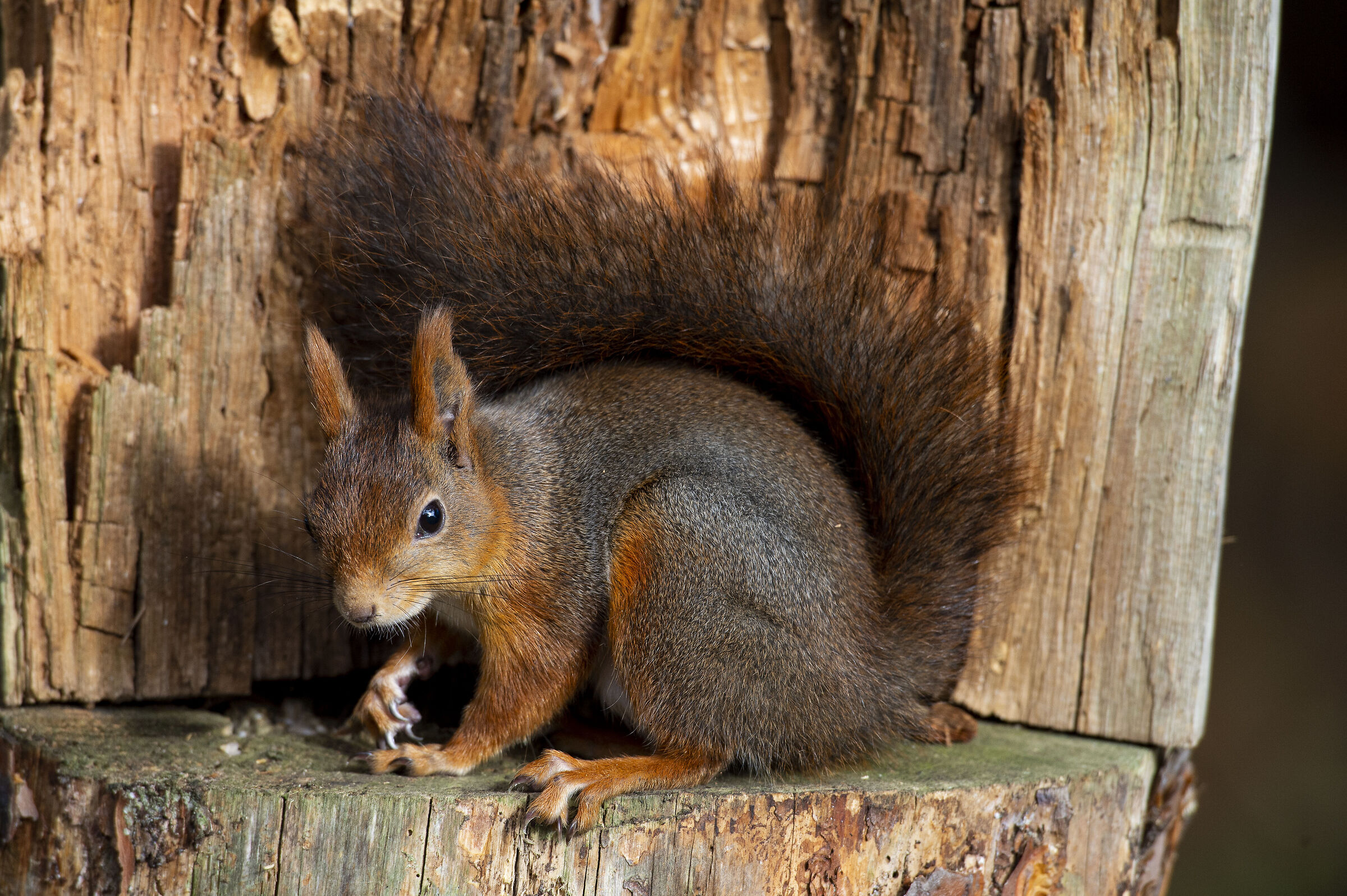 European squirrel -sciurus vulgaris
