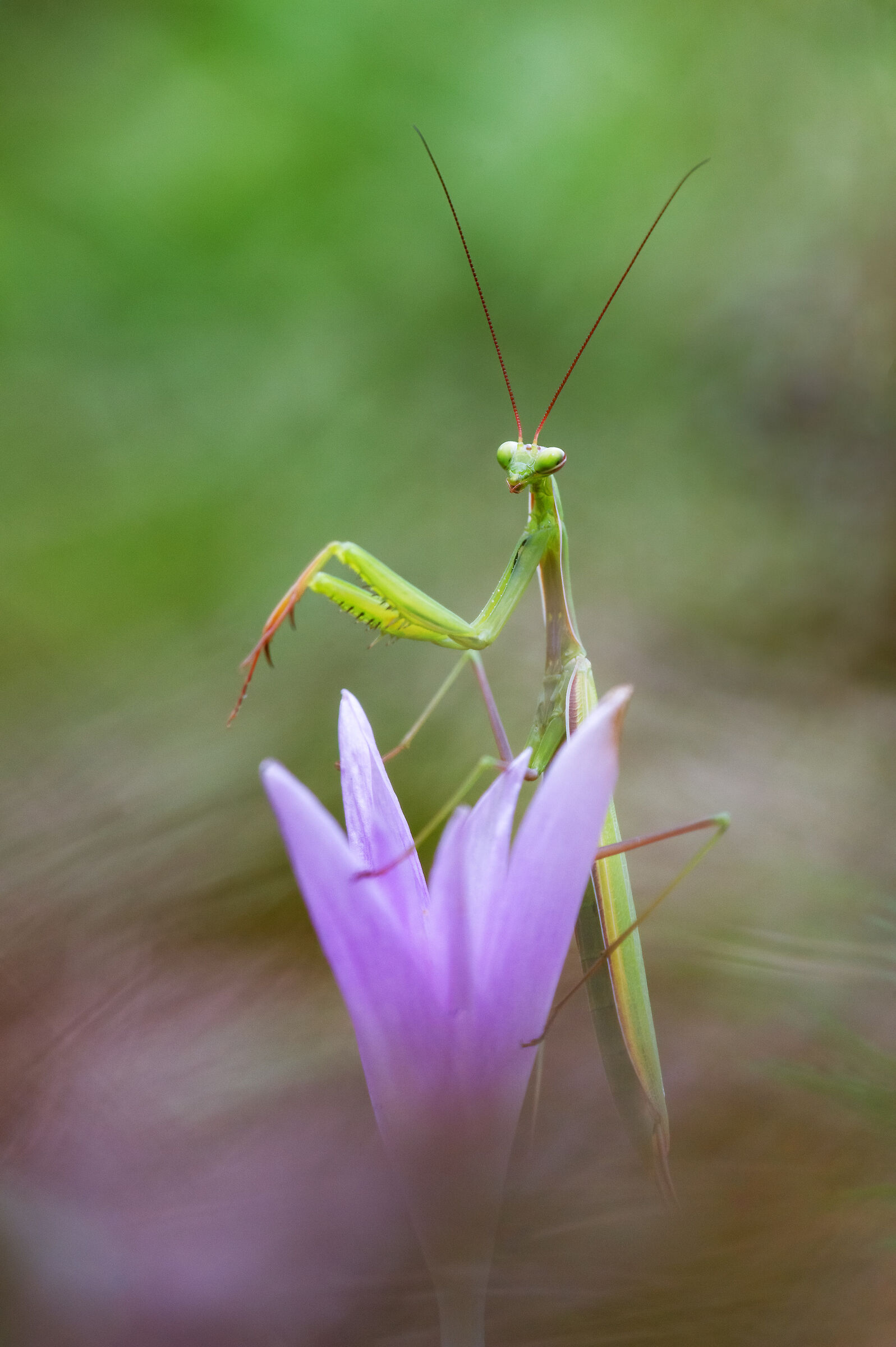 In the vortex of Colchio