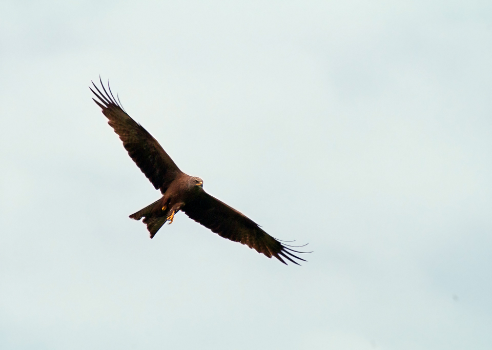 Black kite