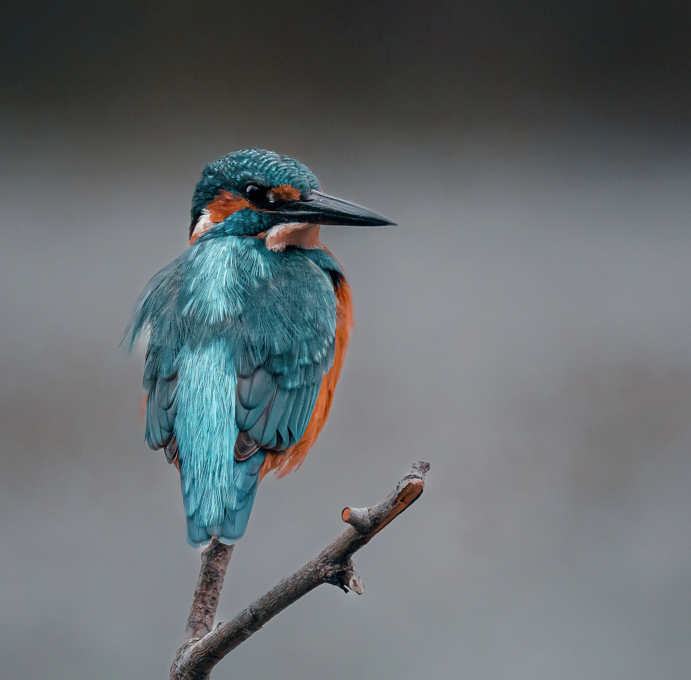 Kingfisher