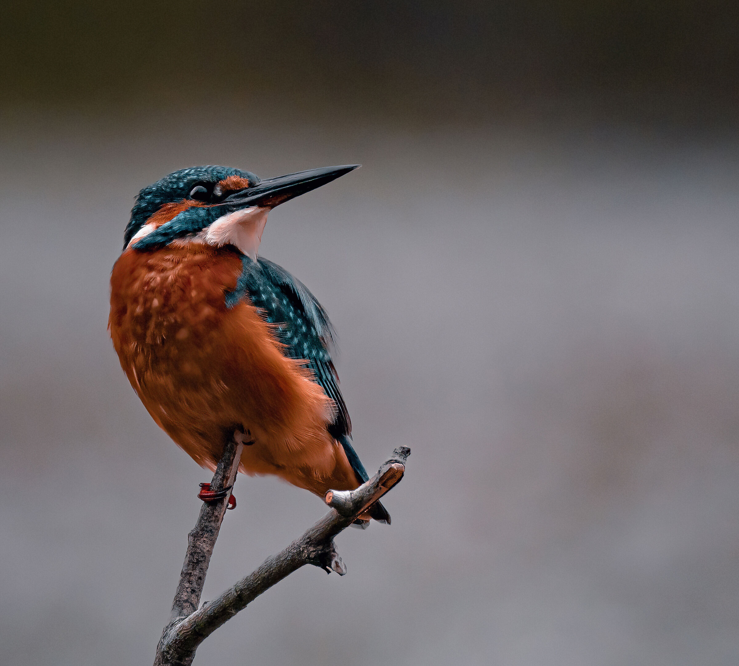 Kingfisher