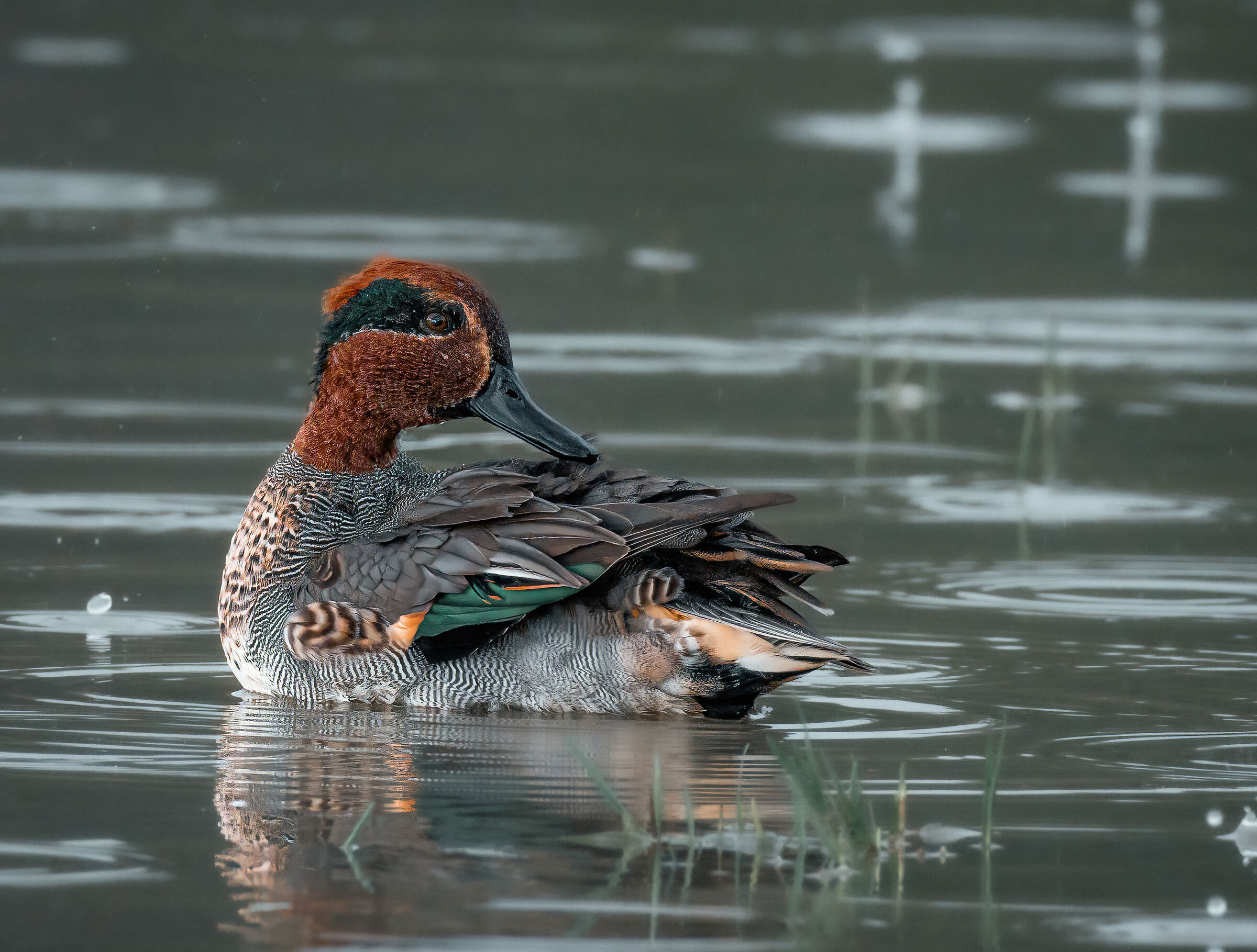 Teal